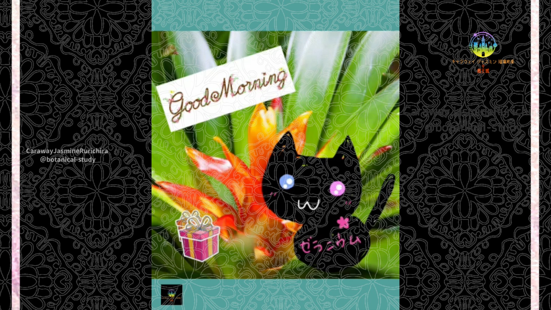 「アナナス」12月19日Rゼラニウム瑠璃地楽と今日の誕生花とおはようメッセージ＠botanical-study