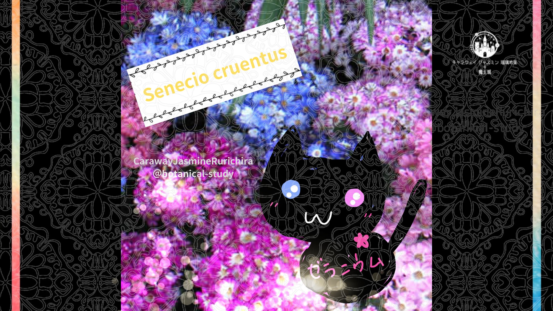 今日の誕生花A　12.2