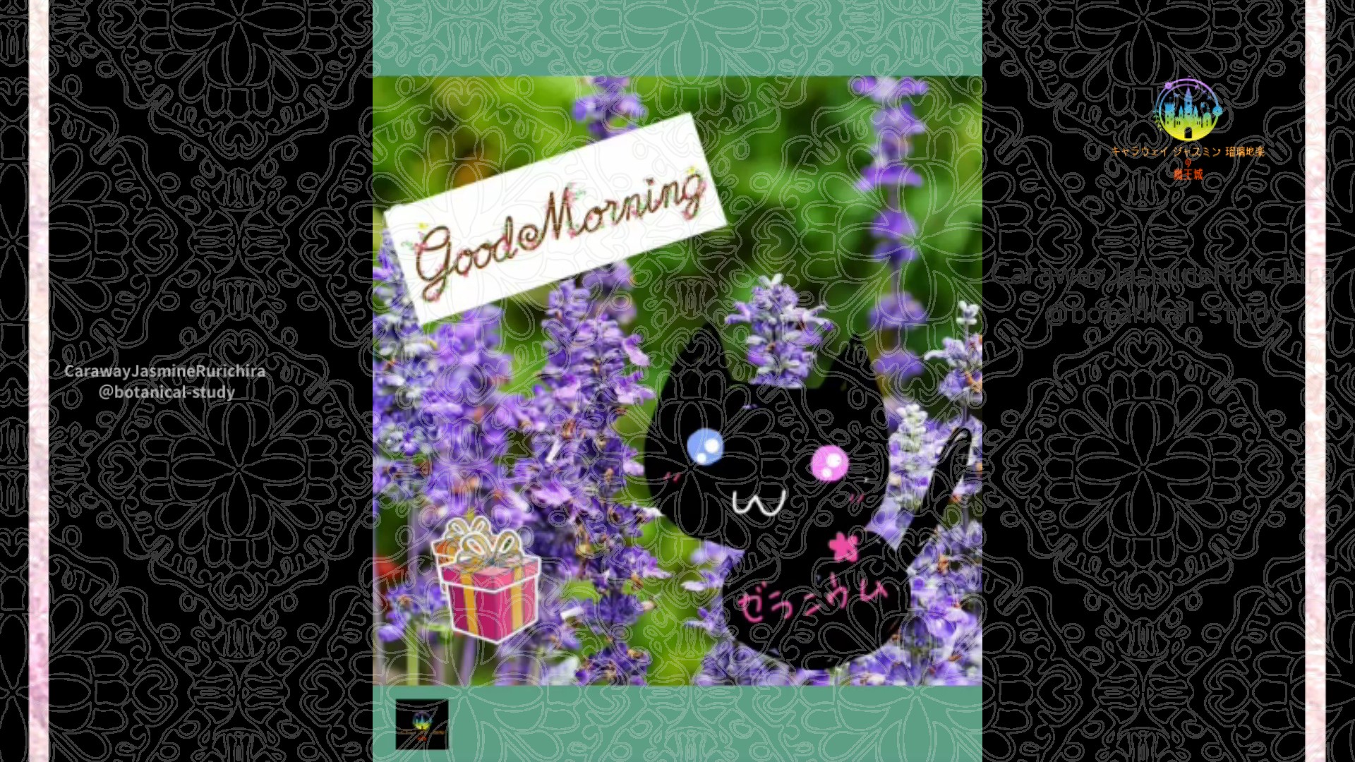 「セージ」12月24日Rゼラニウム瑠璃地楽と今日の誕生花とおはようメッセージ＠botanical-study