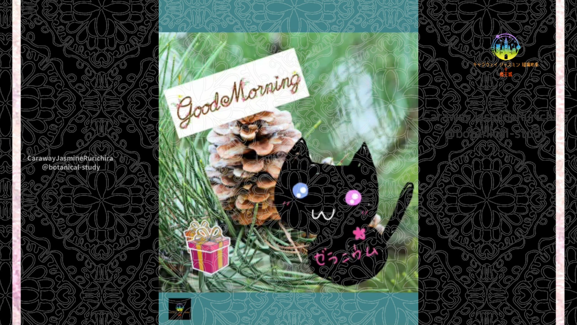 「マツ」12月14日Rゼラニウム瑠璃地楽と今日の誕生花とおはようメッセージ＠botanical-study