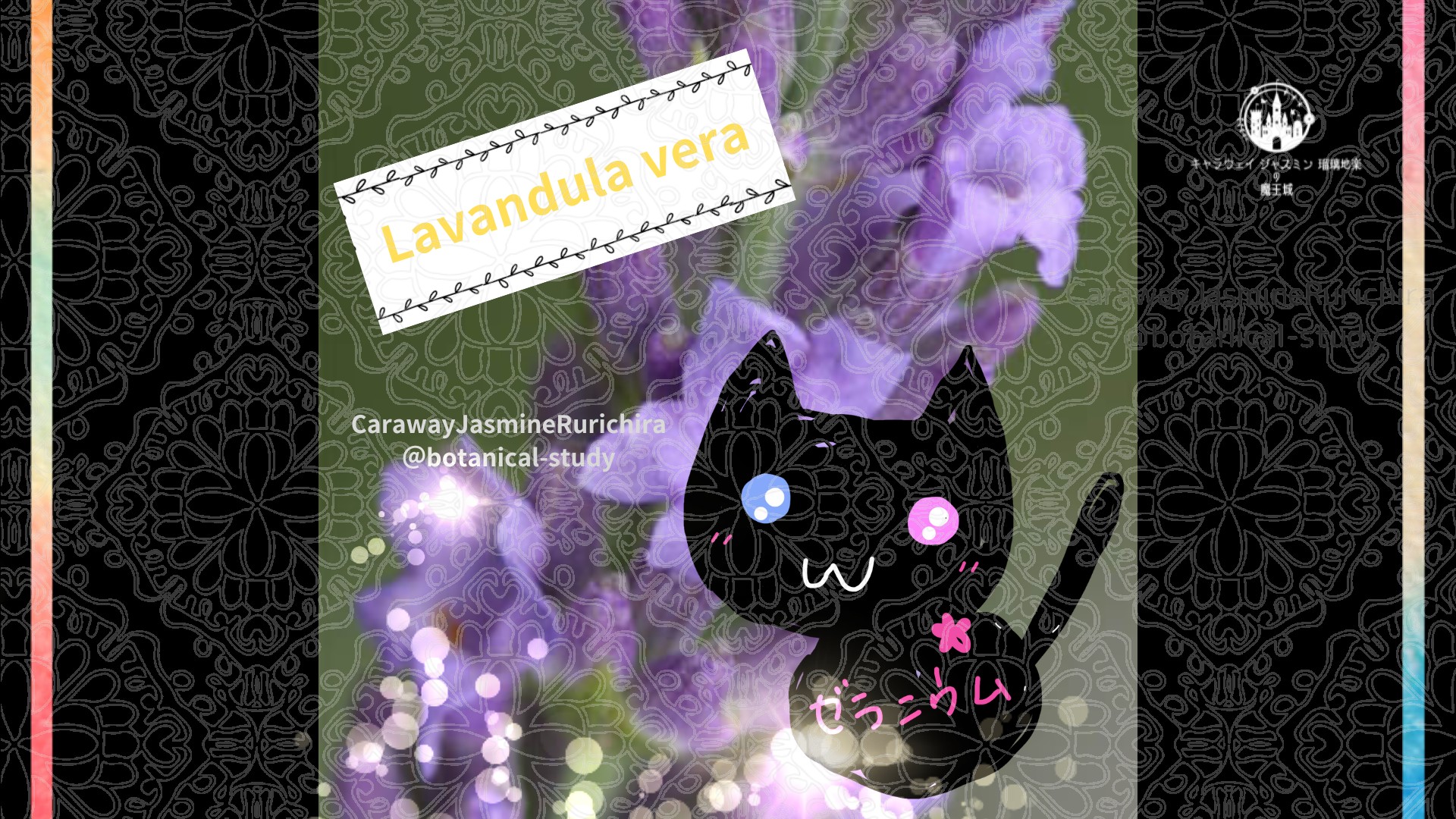 今日の誕生花A　12.3