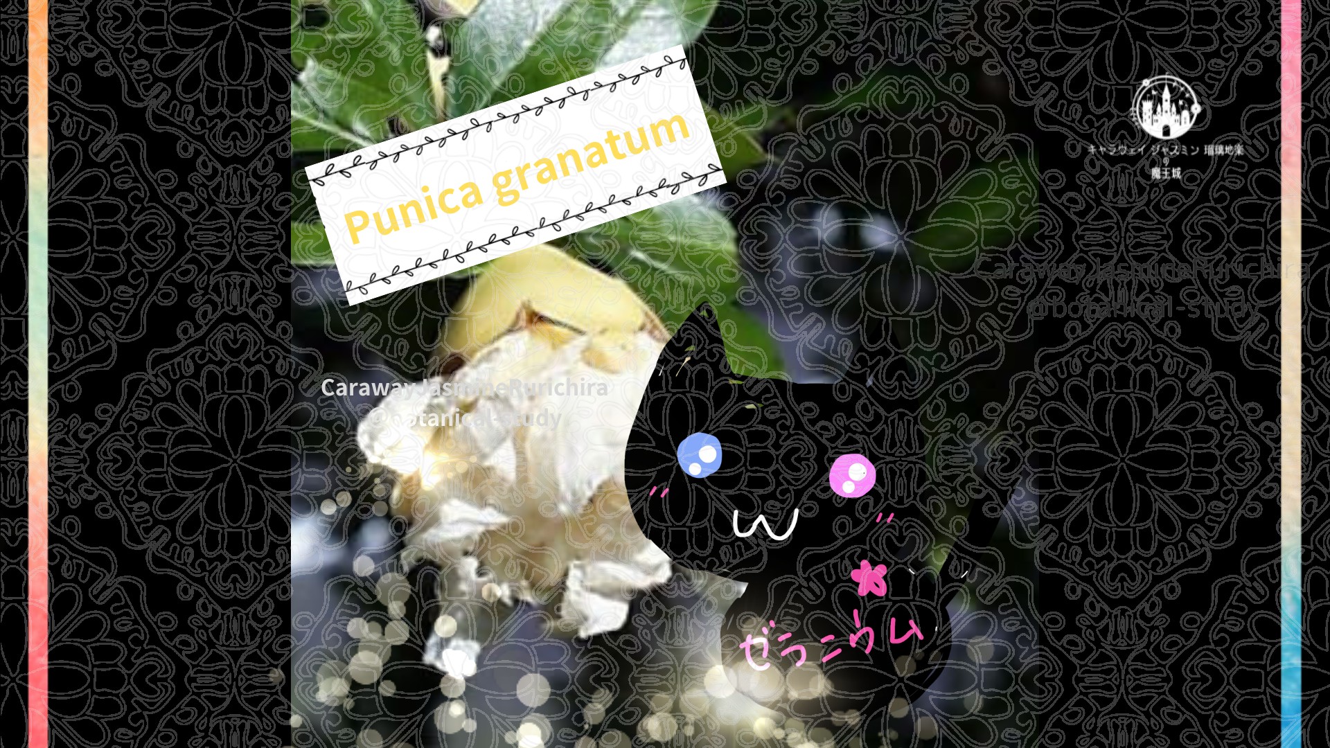 今日の誕生花A　12.28