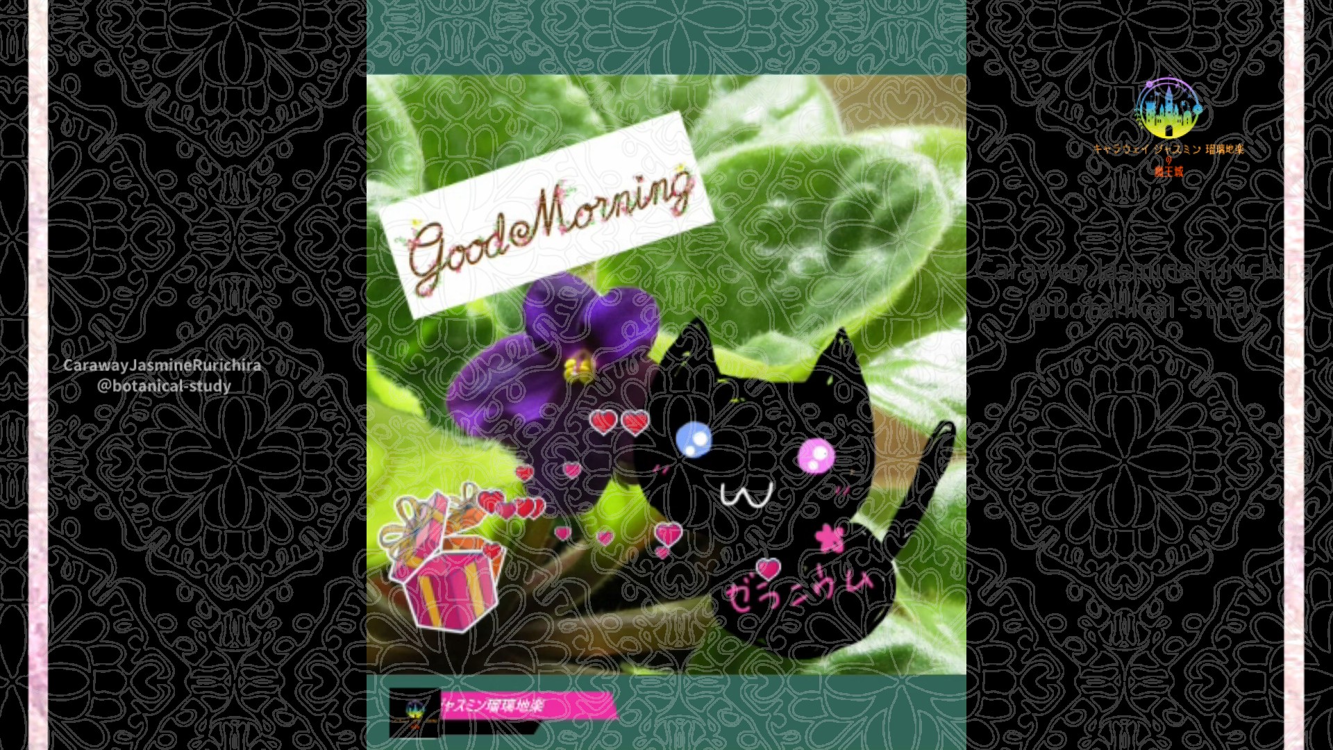 「誕生花「セントポーリア」12月22日Rゼラニウム瑠璃地楽と今日の誕生花とおはようメッセージ＠botanical-study