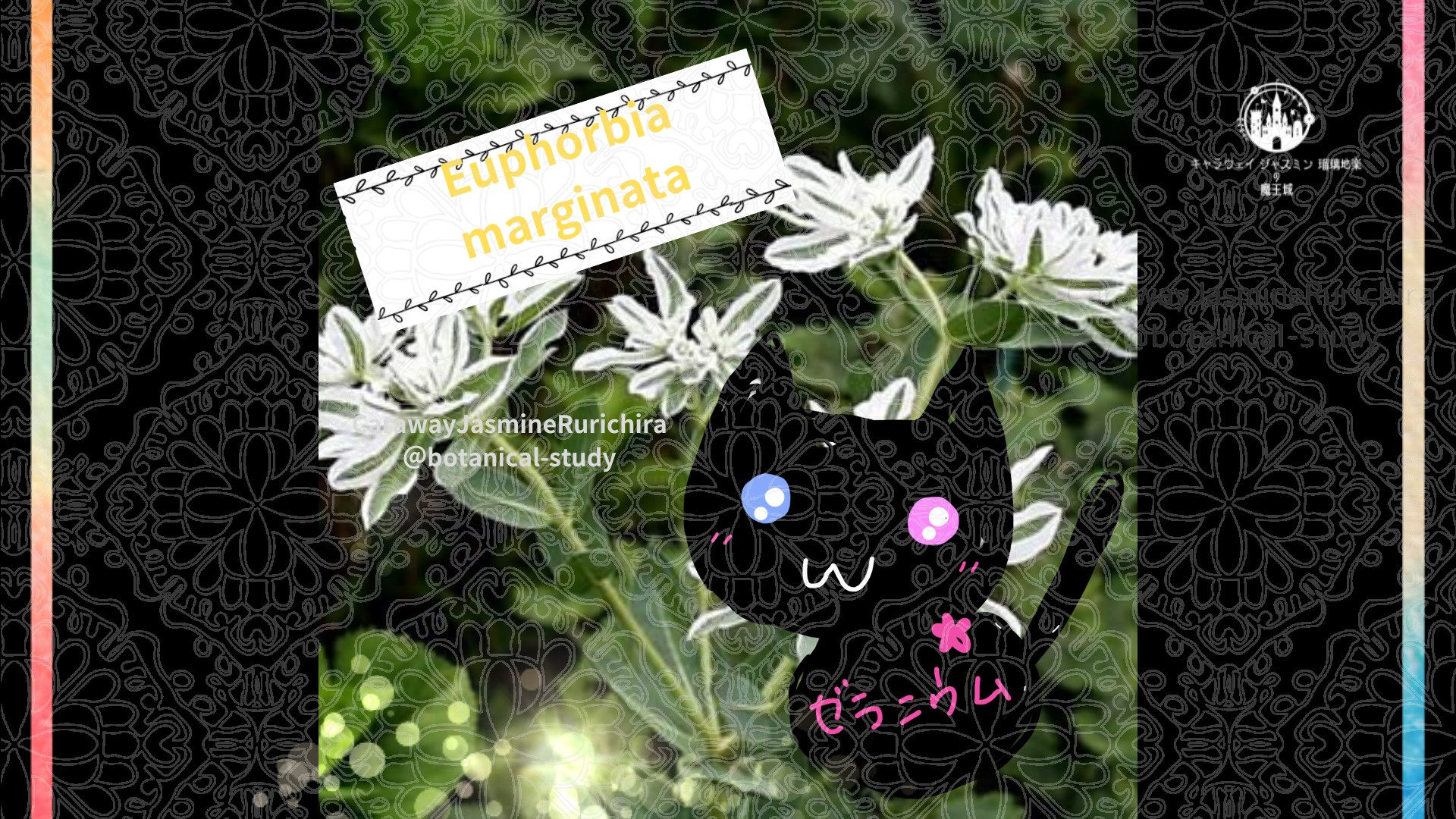 今日の誕生花A　1.28