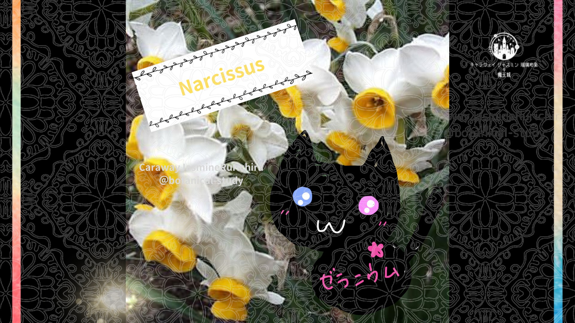 今日の誕生花A　1.13