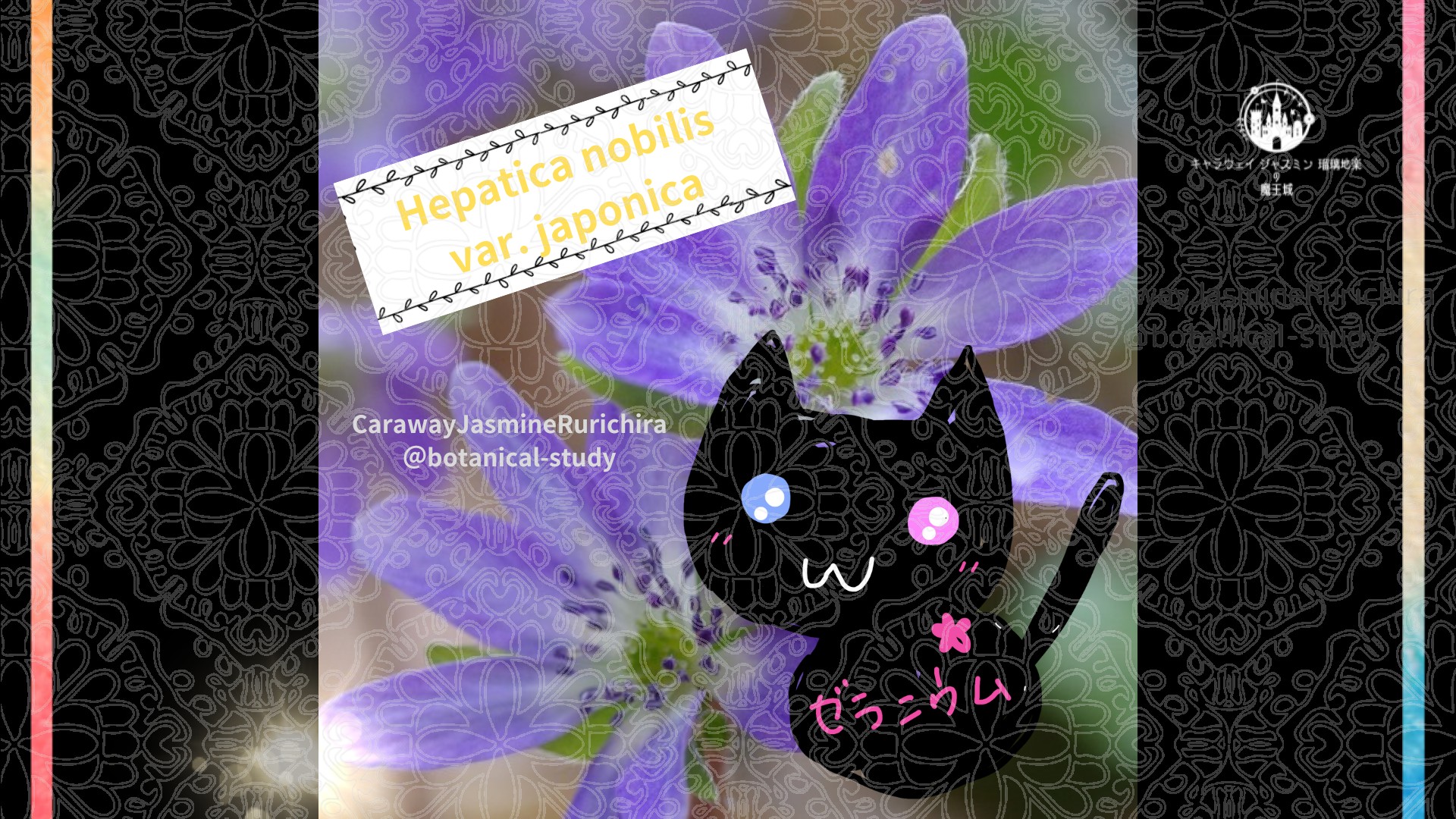 今日の誕生花A　1.5