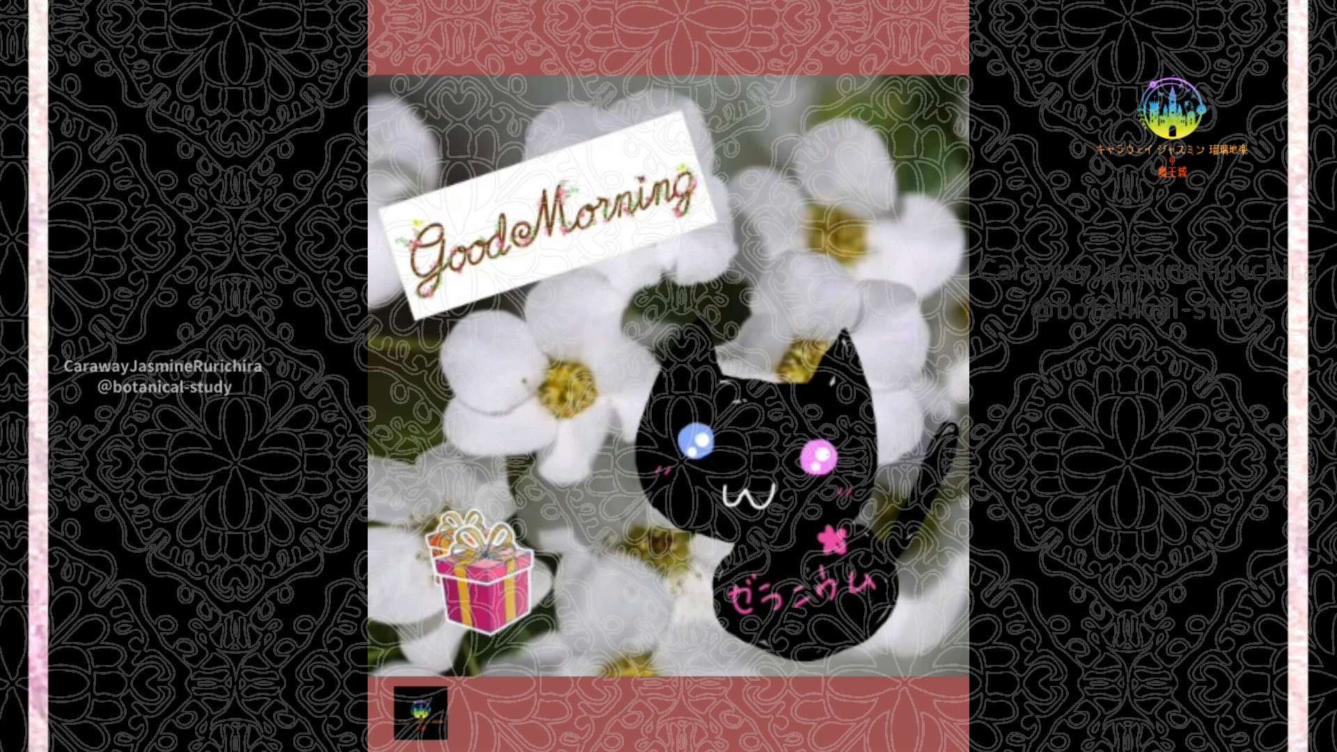 「ユキヤナギ」1月19日Rゼラニウム瑠璃地楽と今日の誕生花とおはようメッセージ＠botanical-study