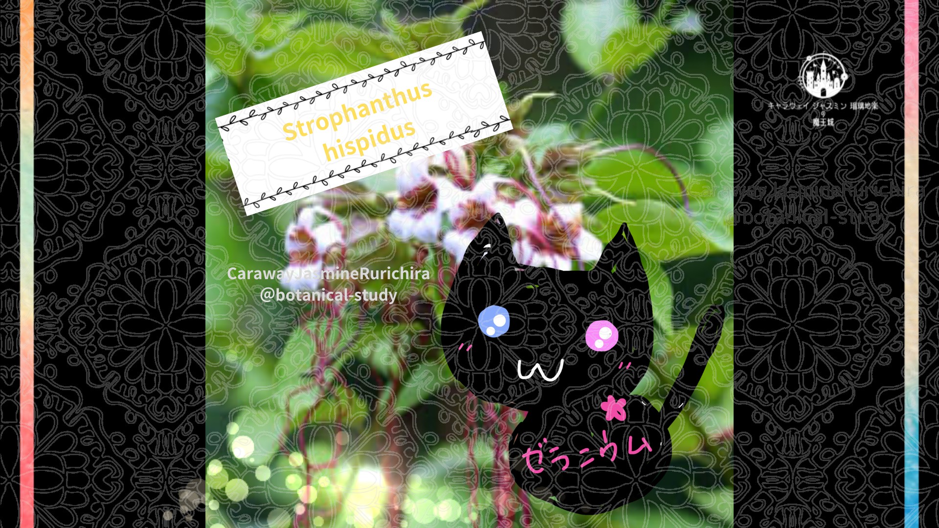 今日の誕生花A　1.30