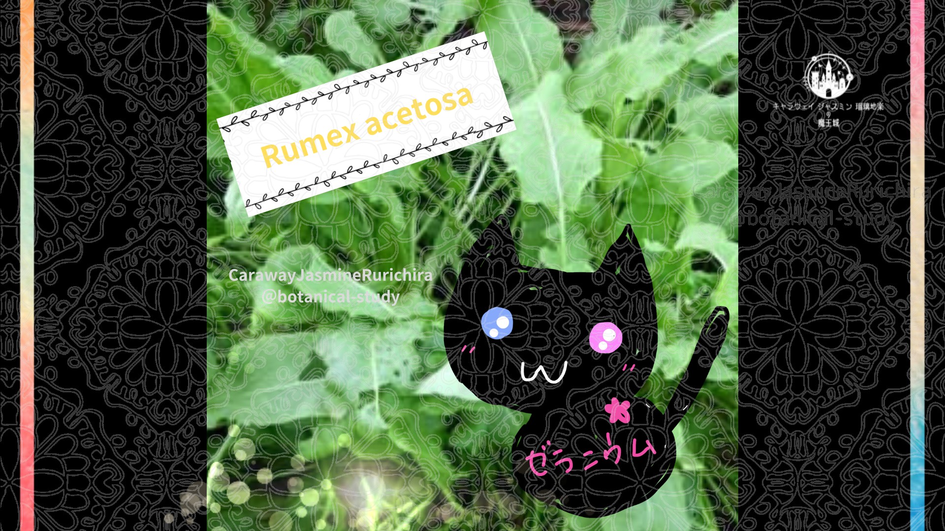 「スイバ」1月17日とCジャスミン瑠璃地楽の今日の誕生花＠botanical-study