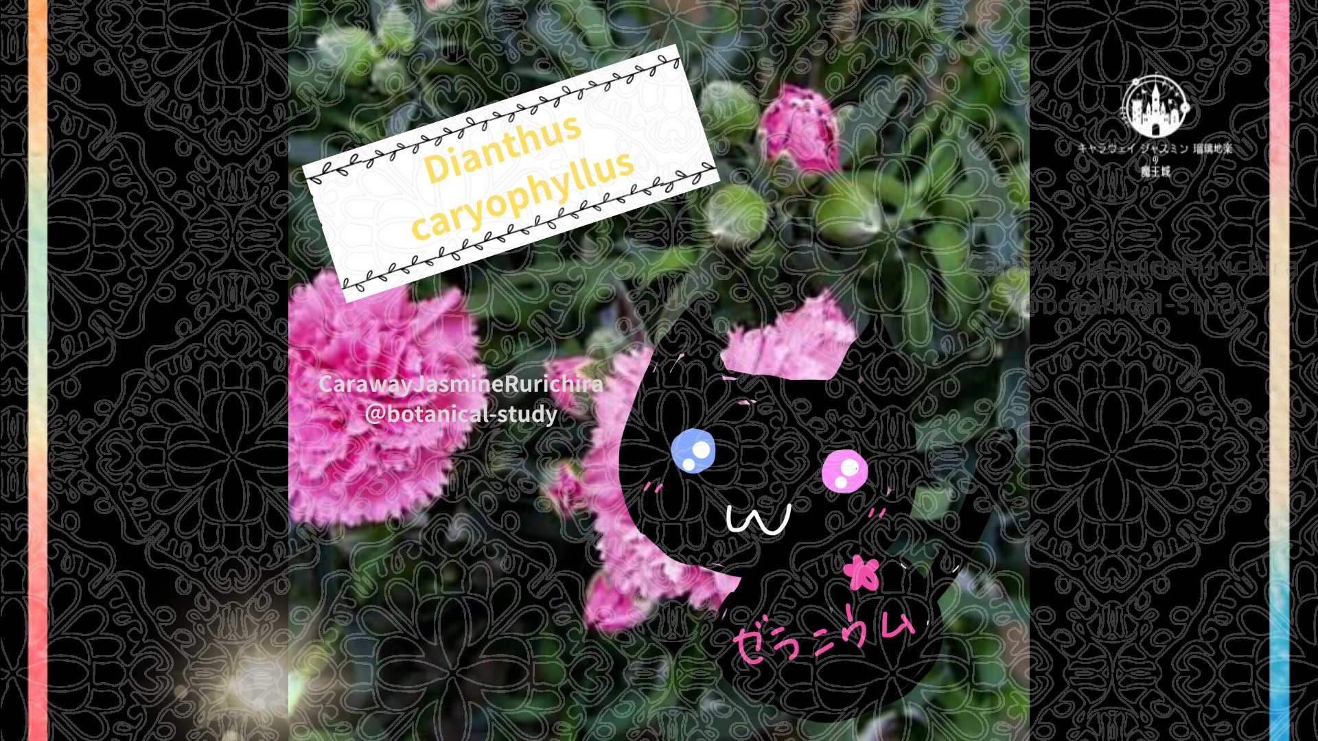 「カーネーション」1月11日とCジャスミン瑠璃地楽の今日の誕生花＠botanical-study