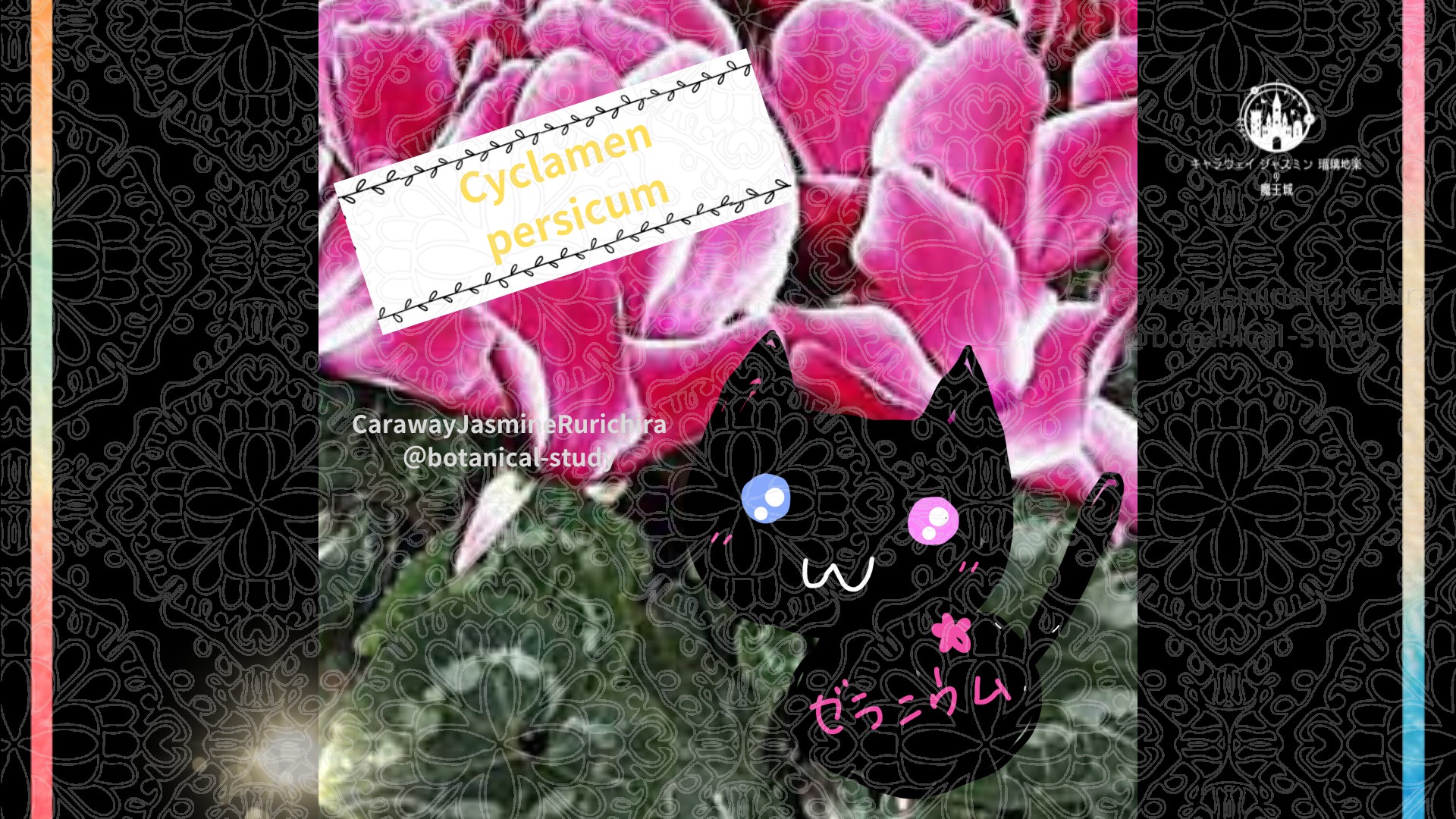 今日の誕生花A　1.14