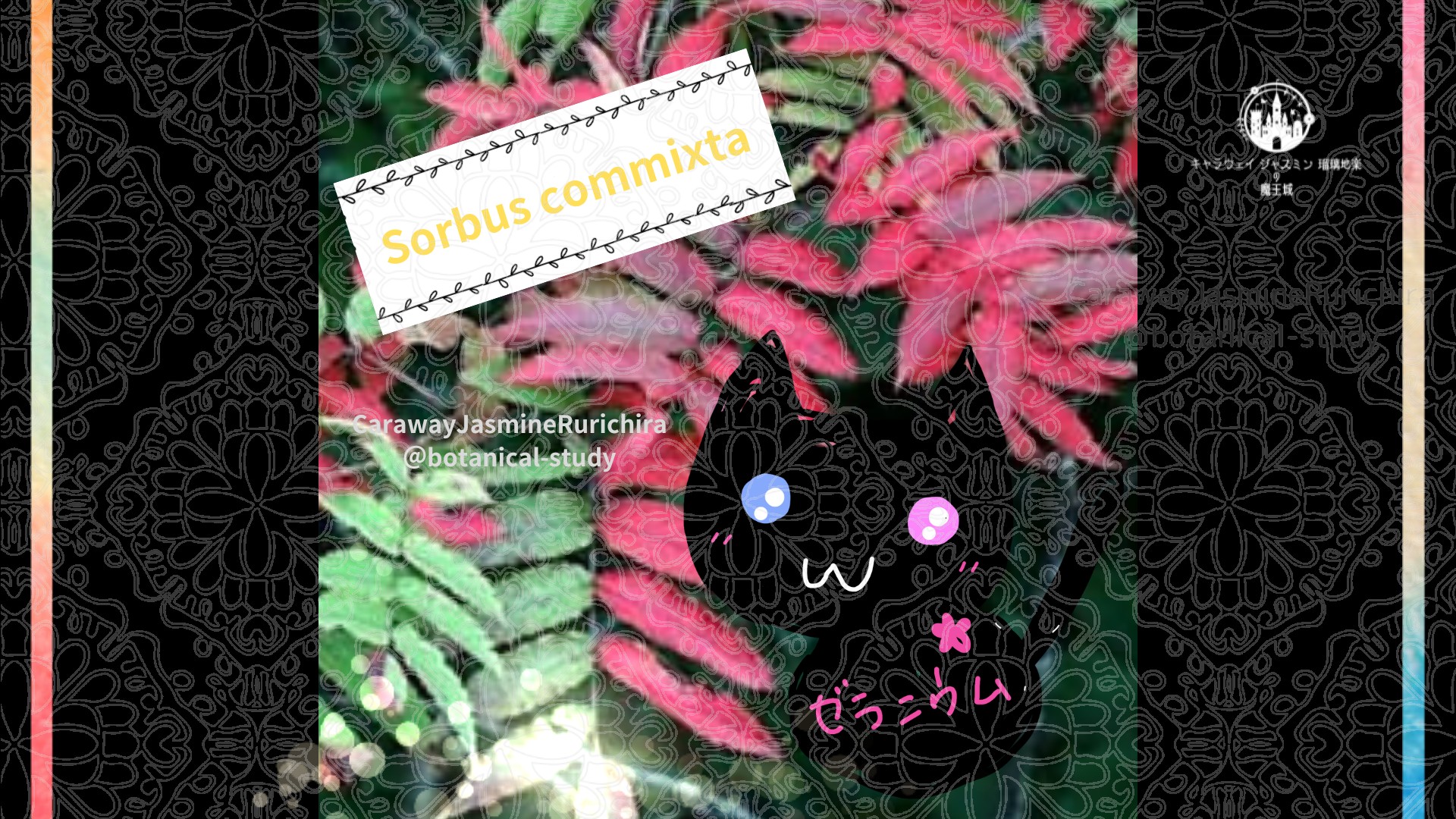 今日の誕生花A　1.27