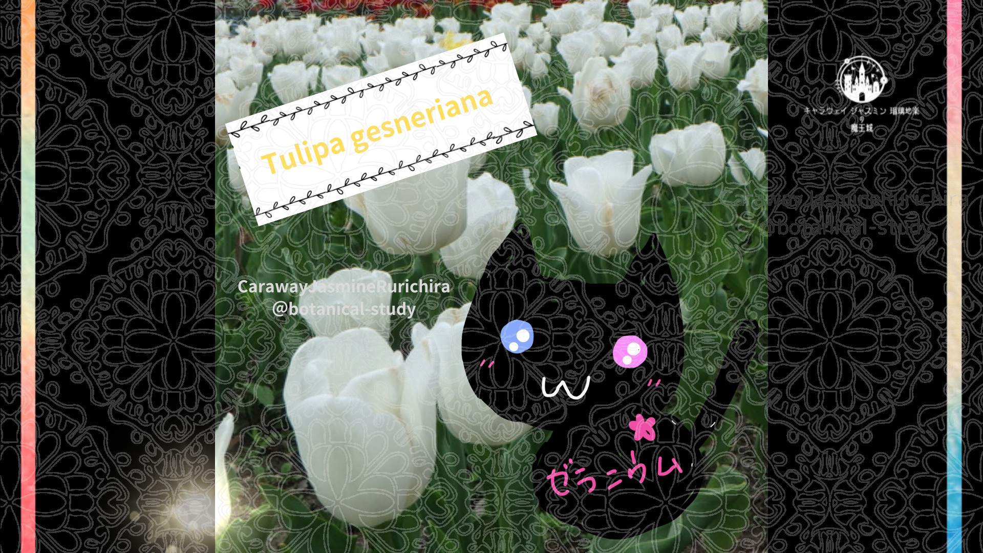 今日の誕生花A　1.7