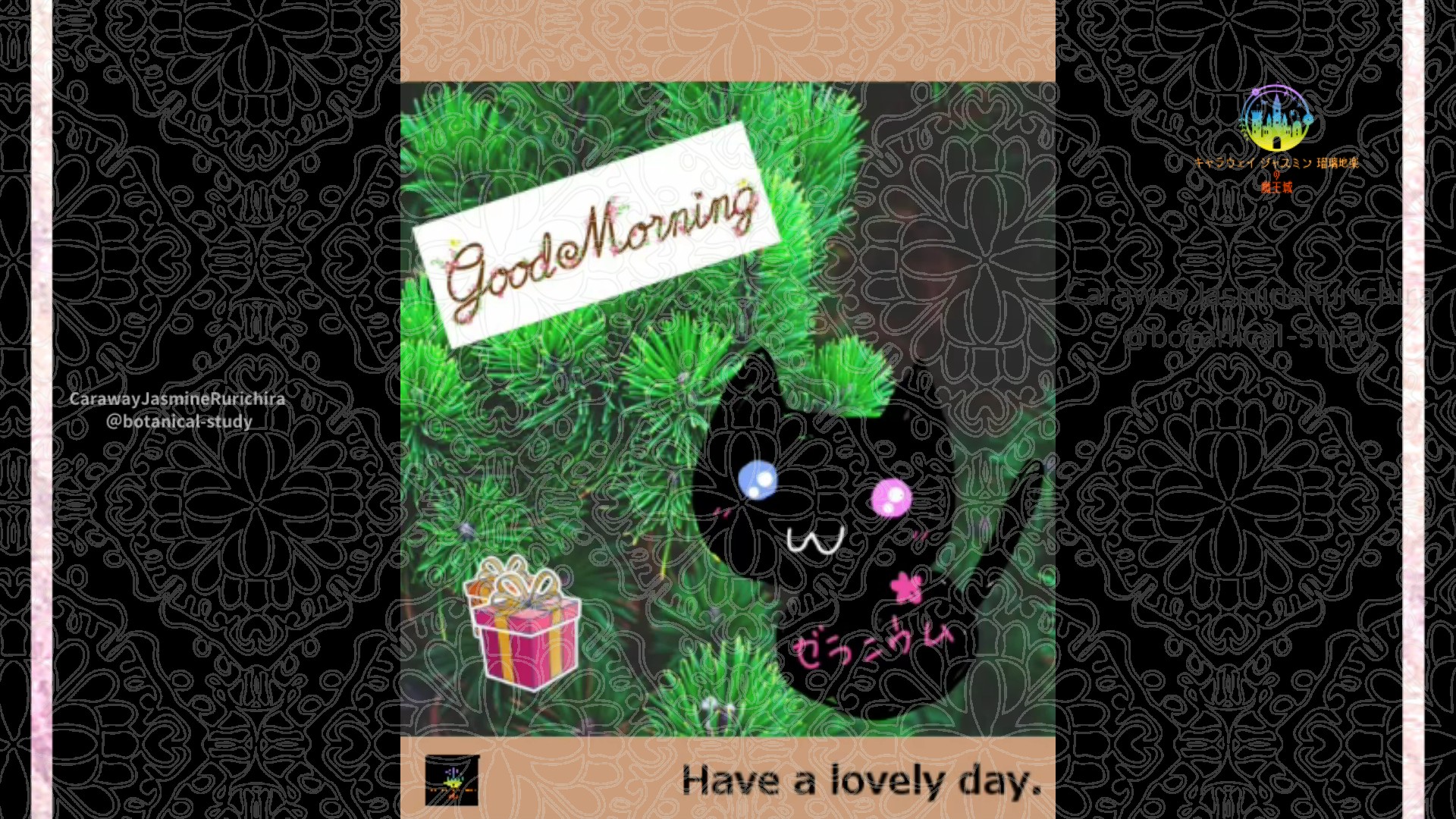 「マツ」1月3日Rゼラニウム瑠璃地楽と今日の誕生花とおはようメッセージ＠botanical-study