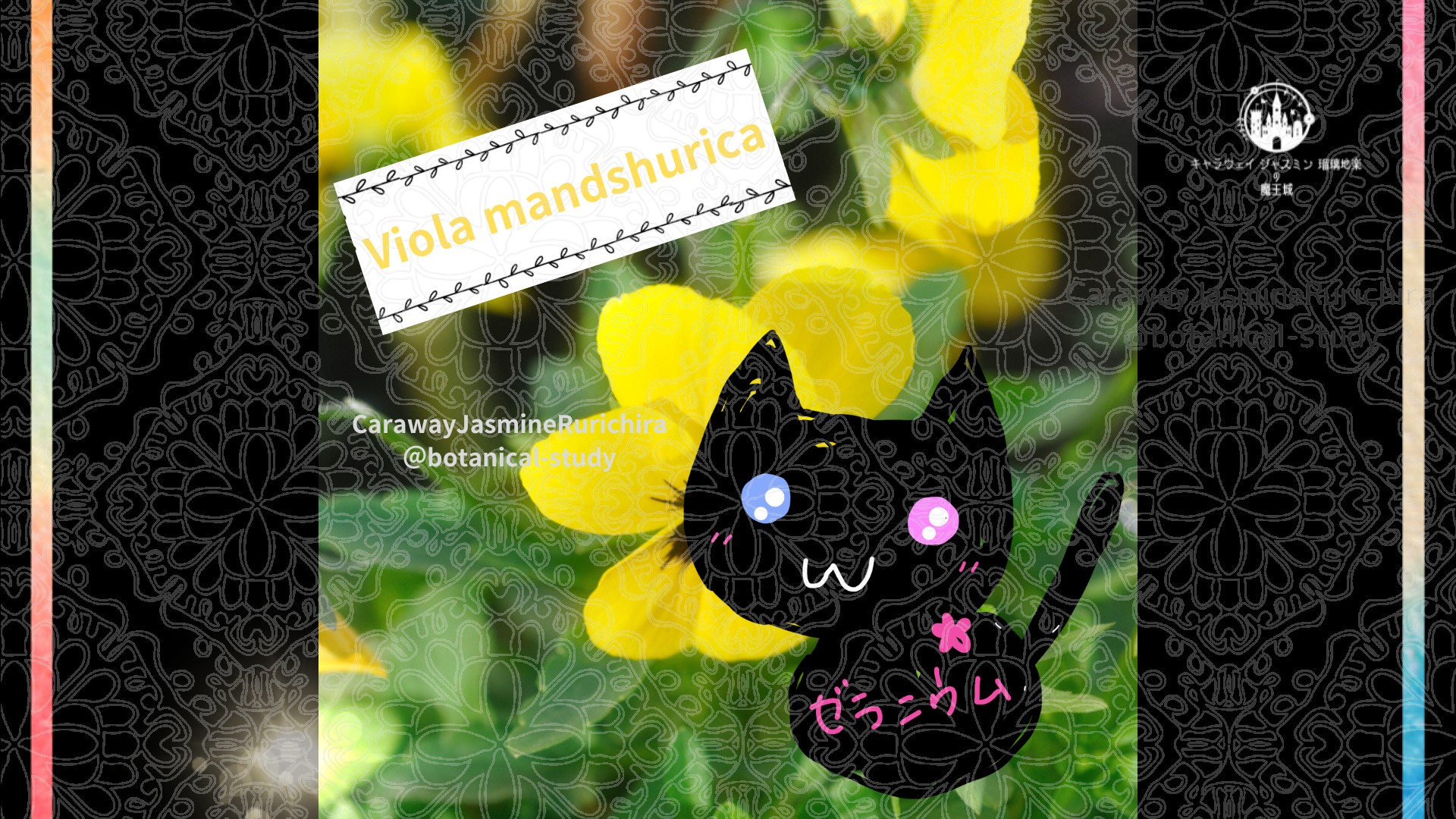 今日の誕生花A　1.9