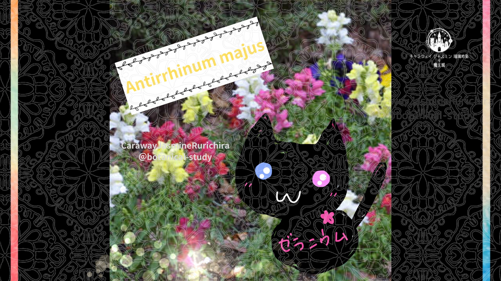 今日の誕生花A　1.16