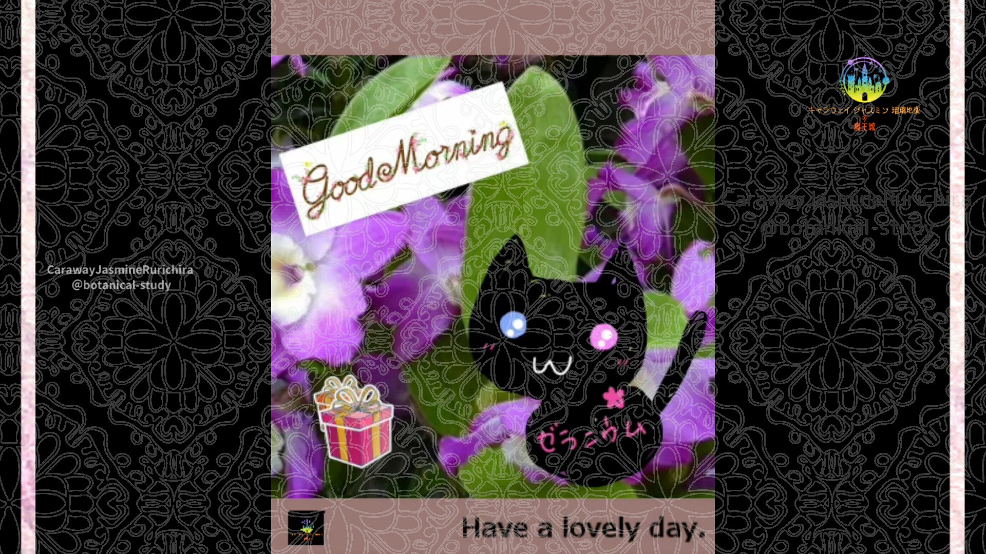 「デンドロビウム」1月16日Rゼラニウム瑠璃地楽と今日の誕生花とおはようメッセージ＠botanical-study