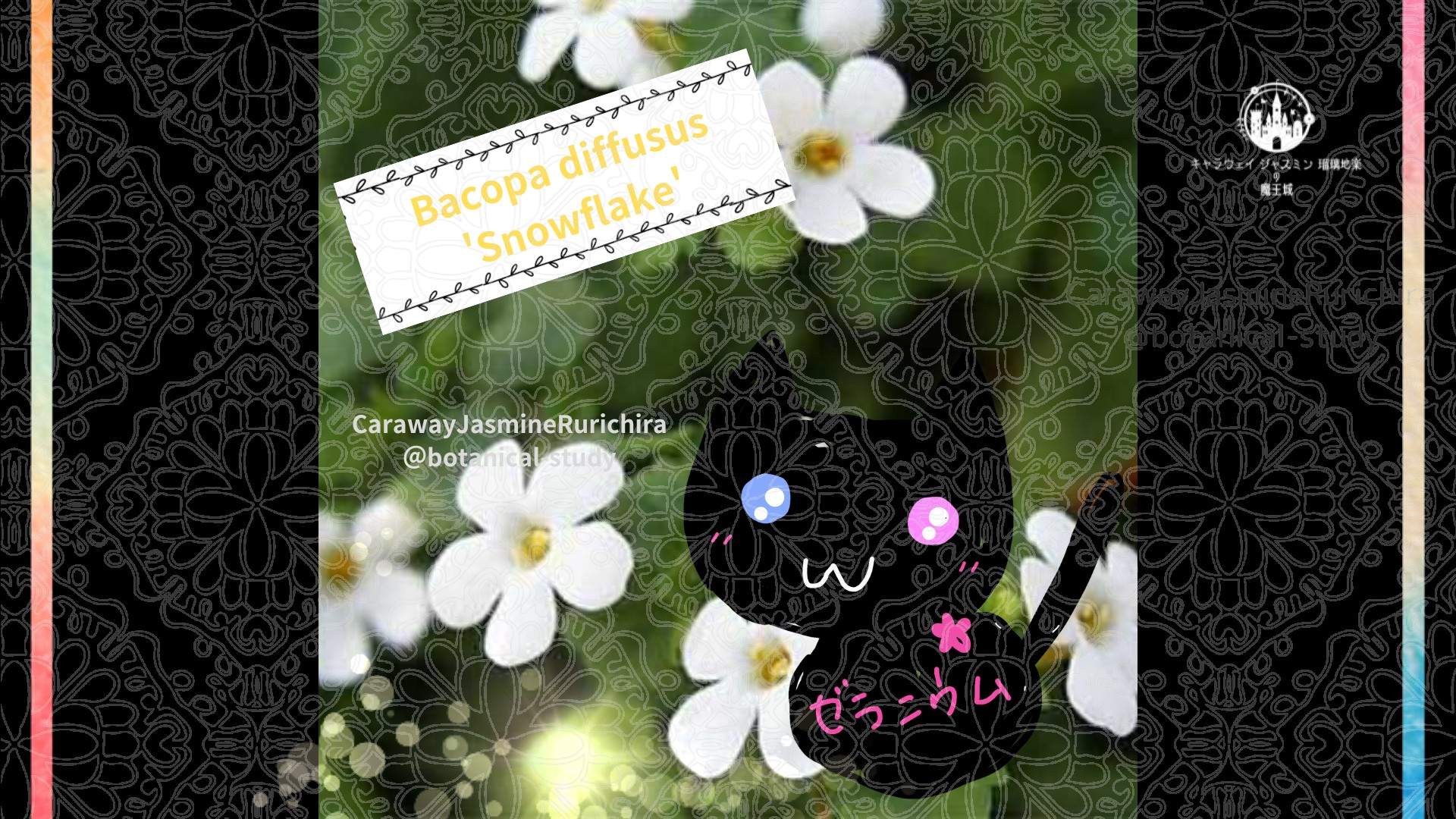 今日の誕生花A　1.23