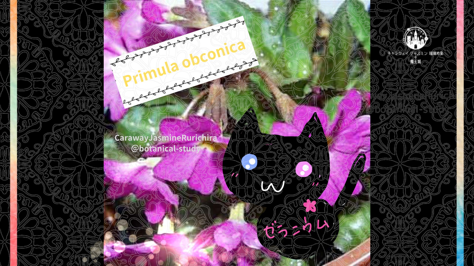 今日の誕生花A　1.18