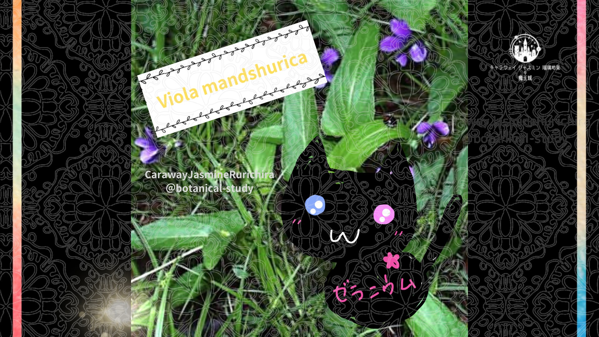 今日の誕生花A　1.8