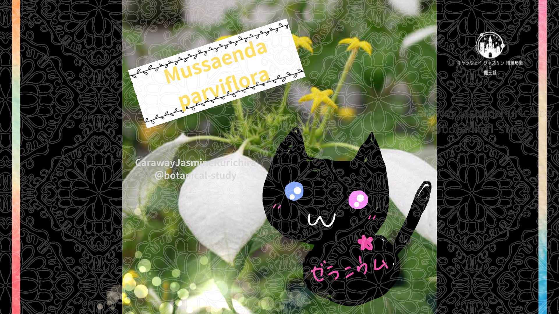 今日の誕生花A　1.19