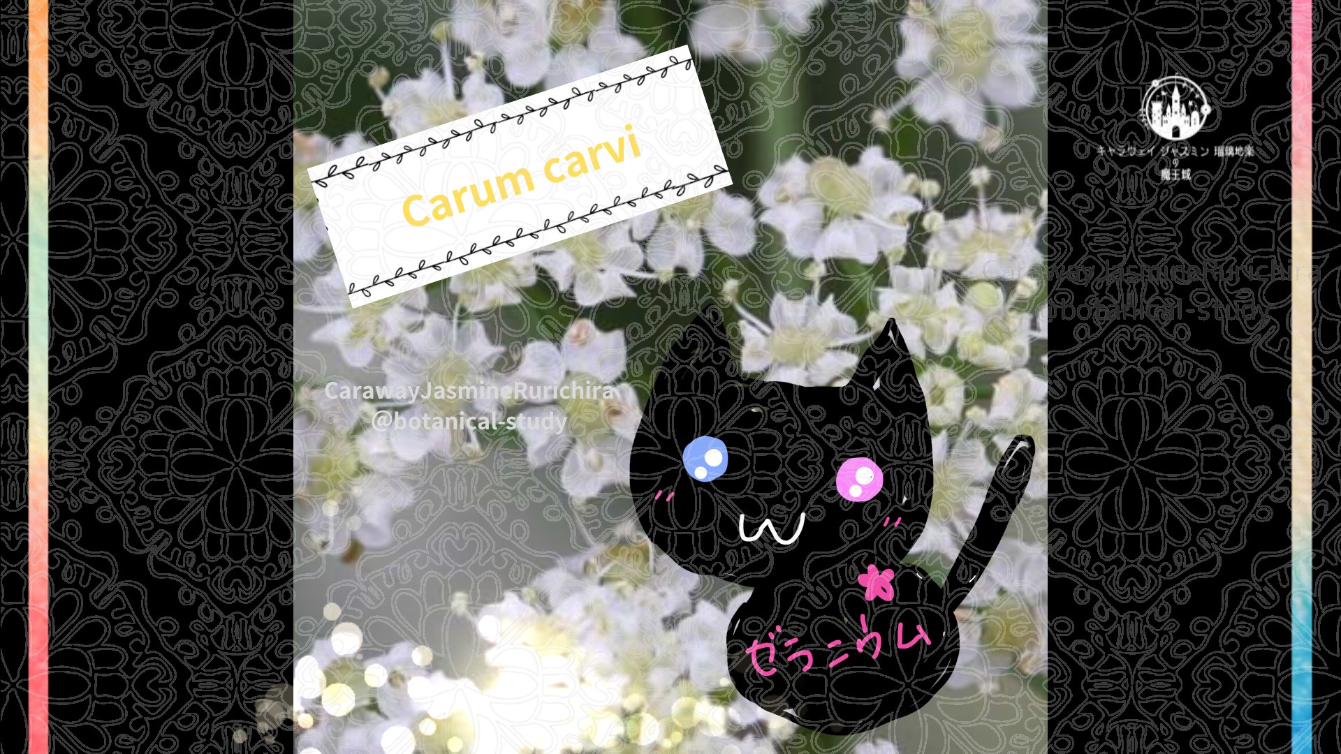 今日の誕生花A　1.22