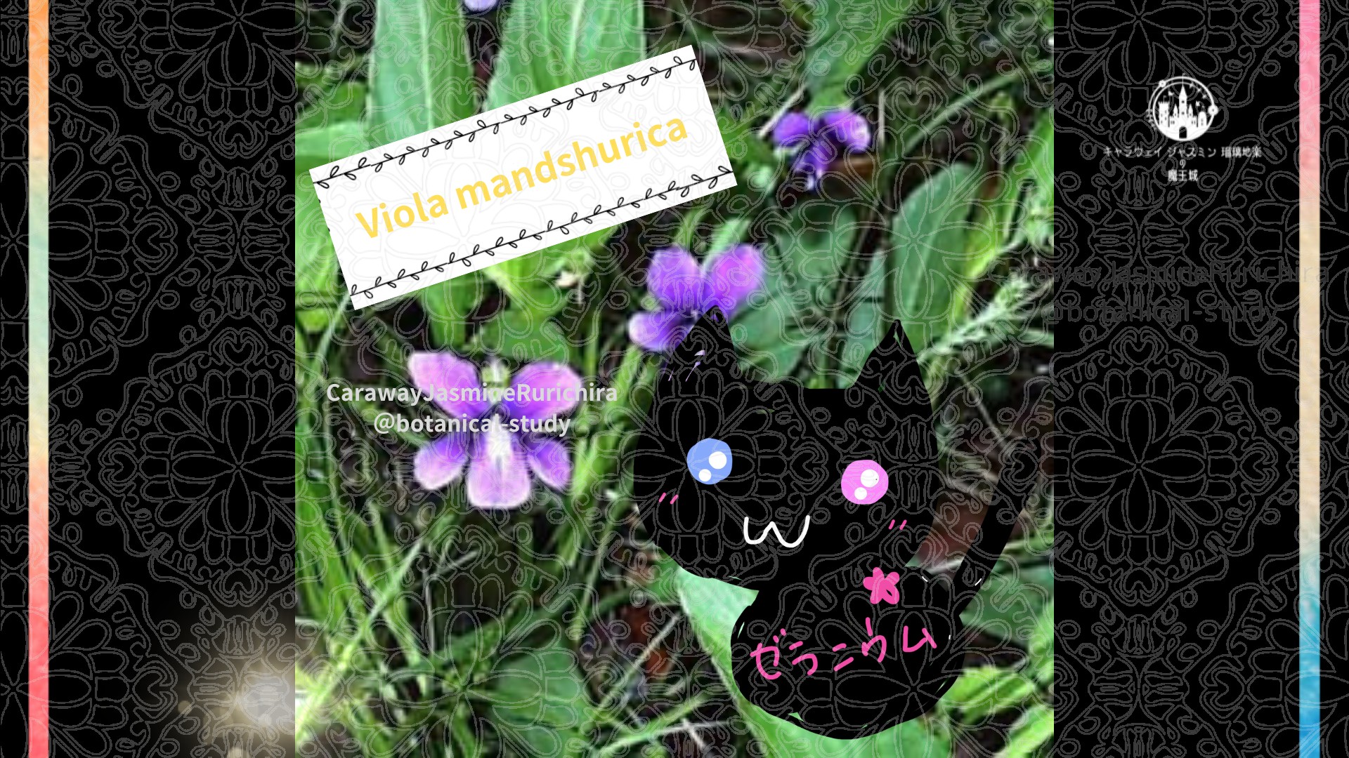 今日の誕生花A　1.6