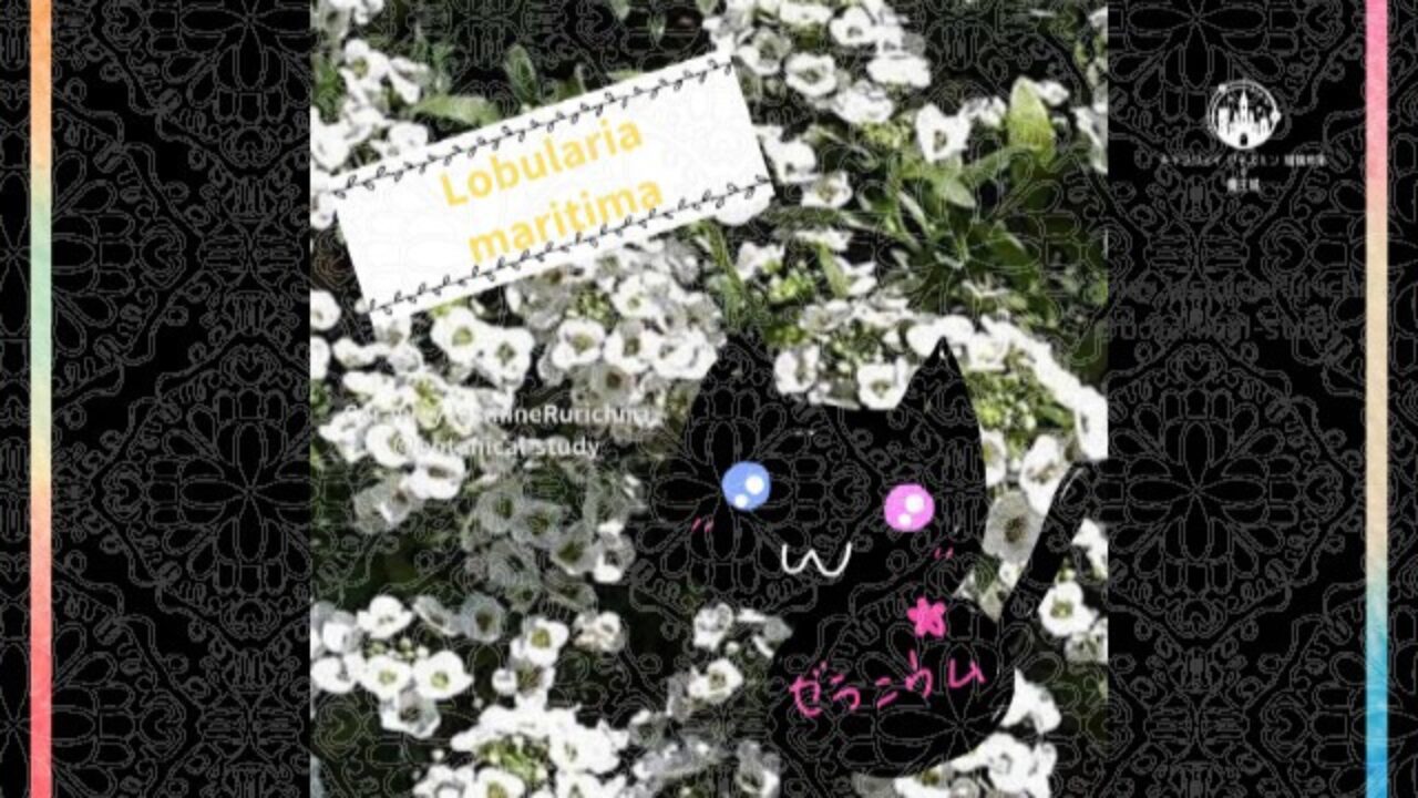 今日の誕生花A　1.12