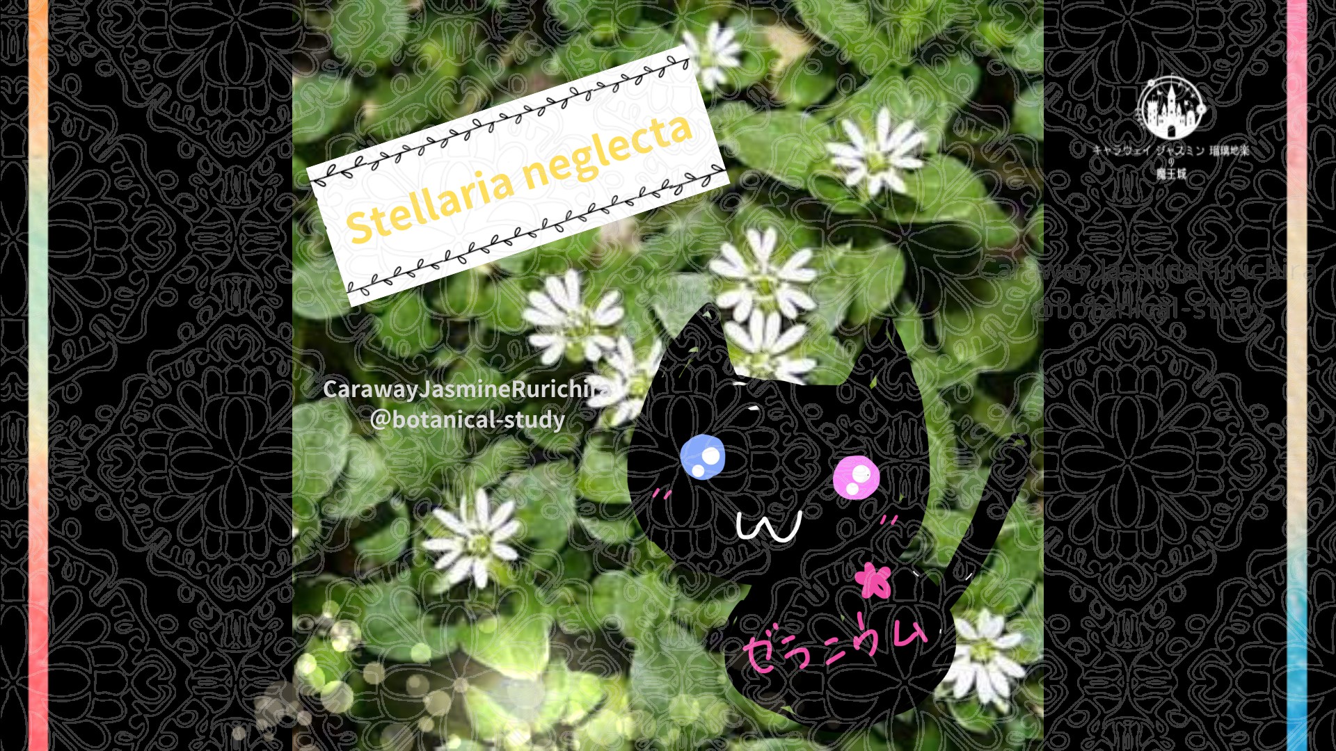 「ハコベ」1月25日とCジャスミン瑠璃地楽の今日の誕生花＠botanical-study