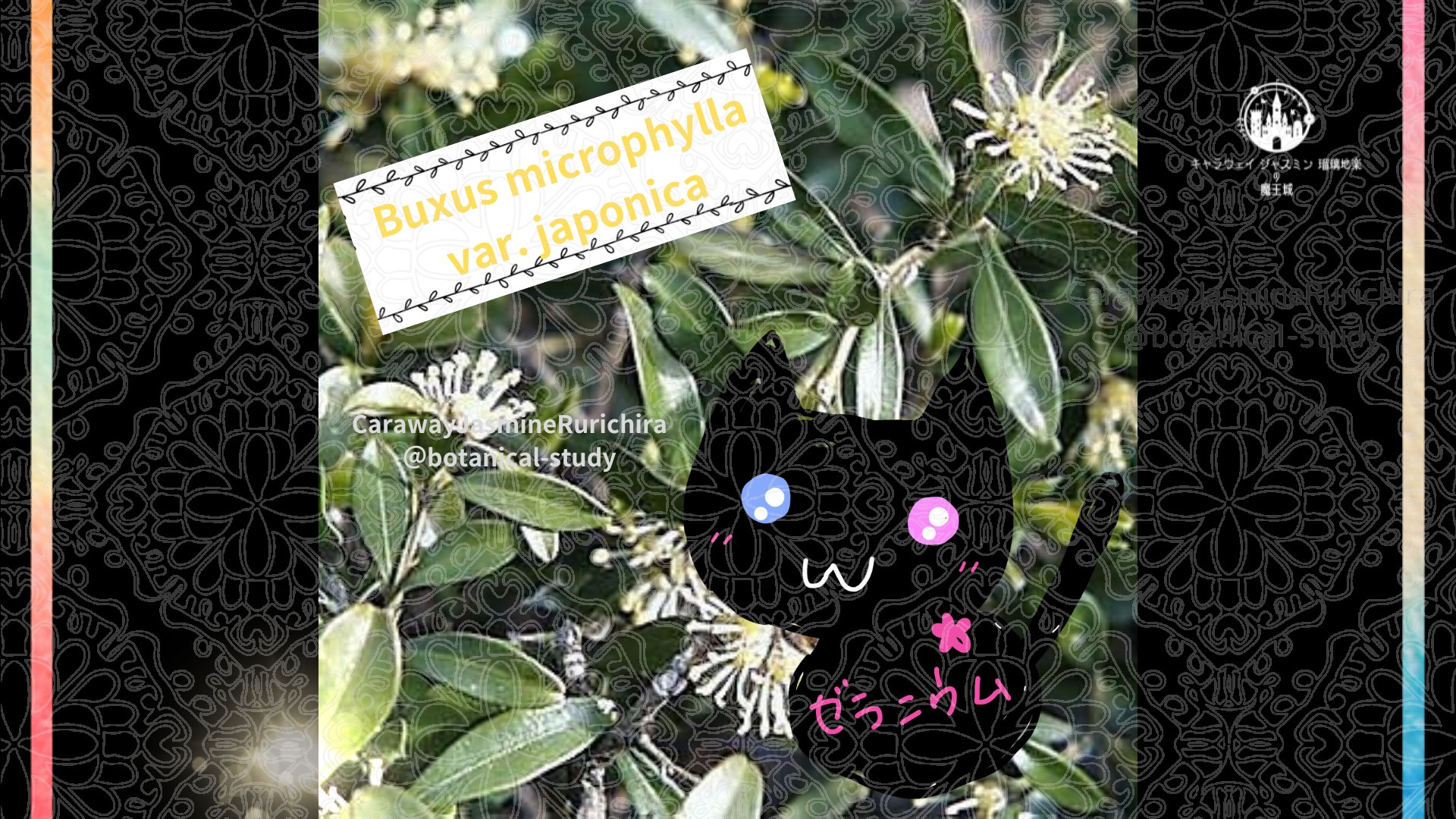 今日の誕生花A　1.10