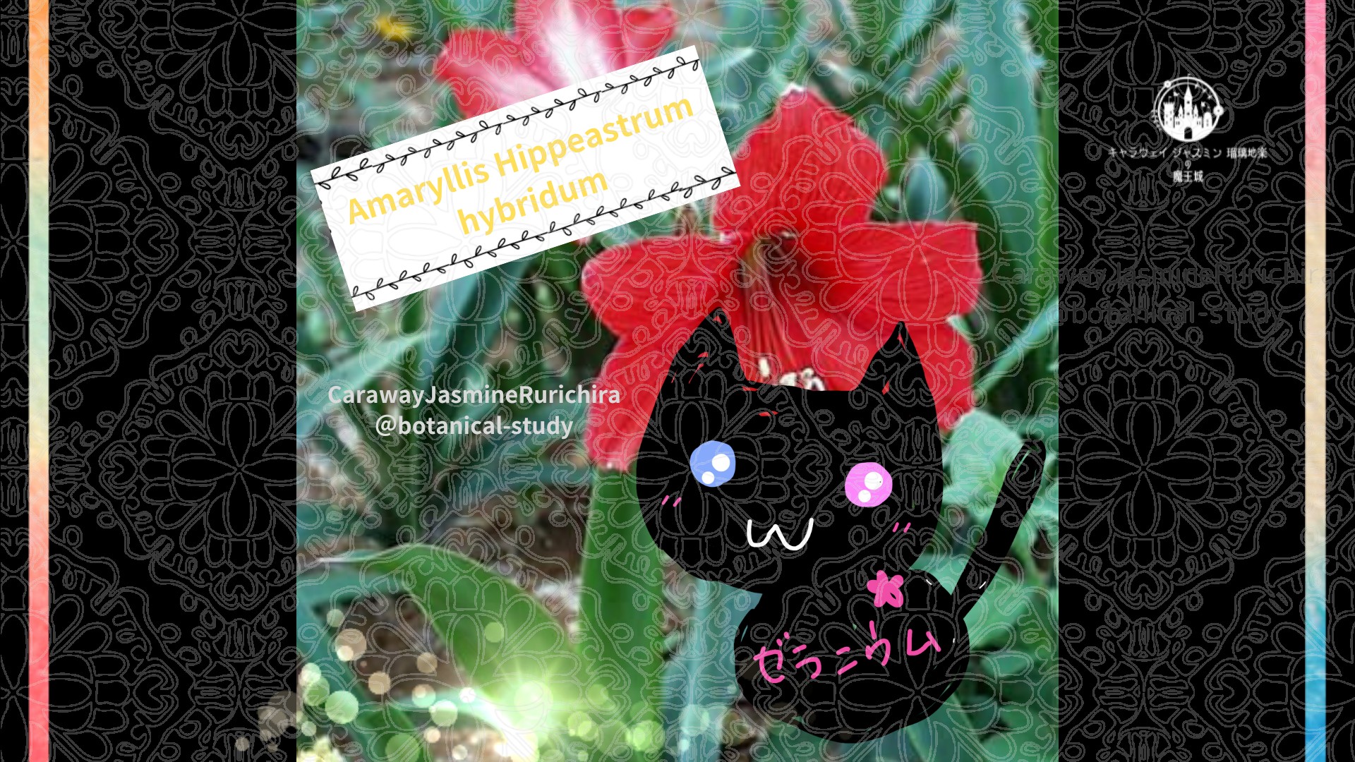 今日の誕生花A　1.26