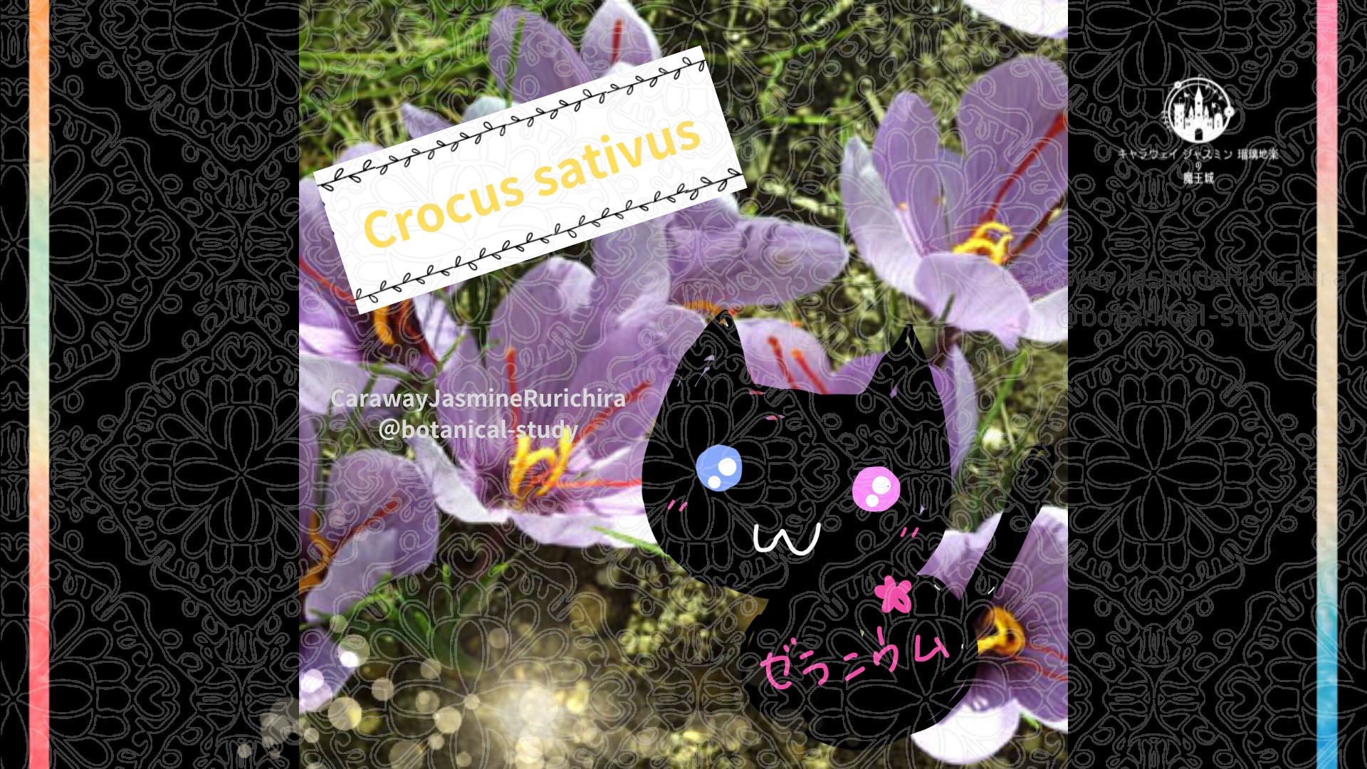 今日の誕生花A　1.24