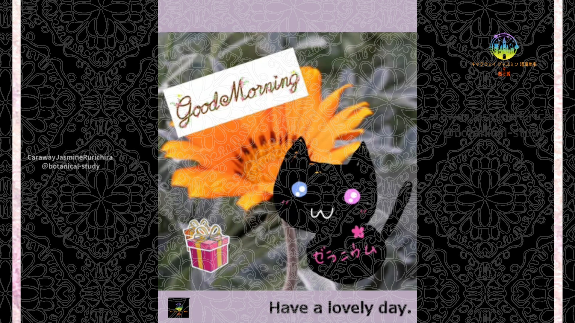 「ガザニア」1月28日とCジャスミン瑠璃地楽の今日の誕生花＠botanical-study