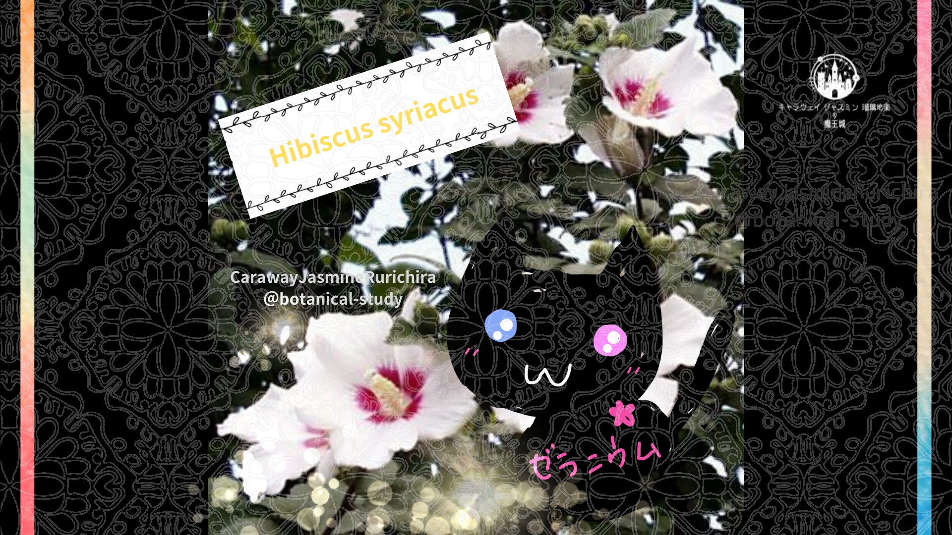 今日の誕生花A　2.22