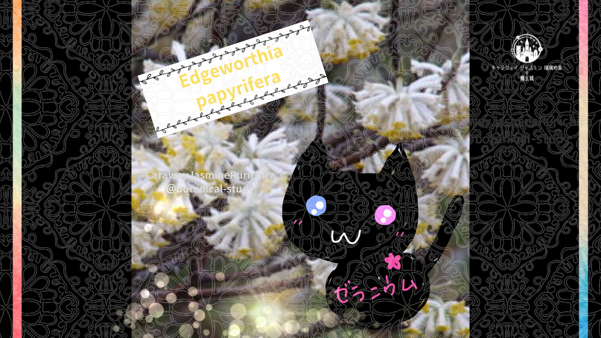 今日の誕生花A　2.15