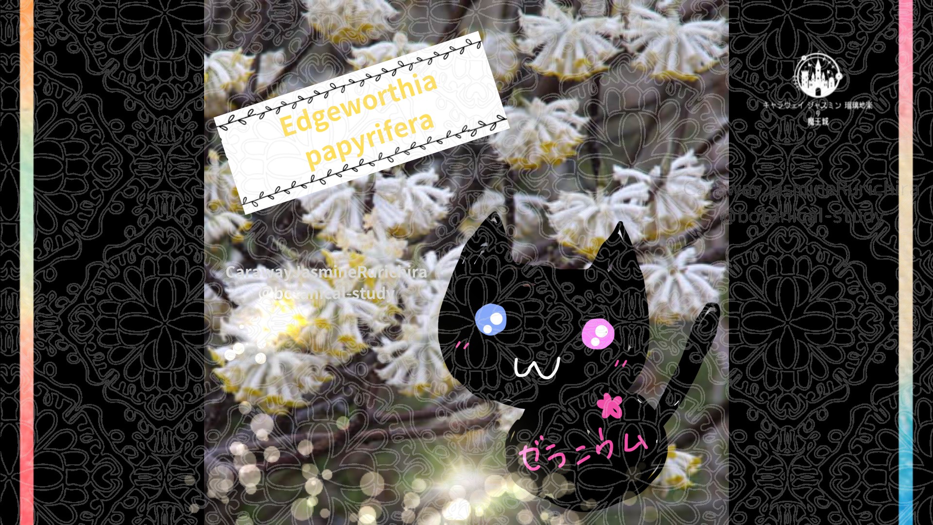 今日の誕生花A　2.21