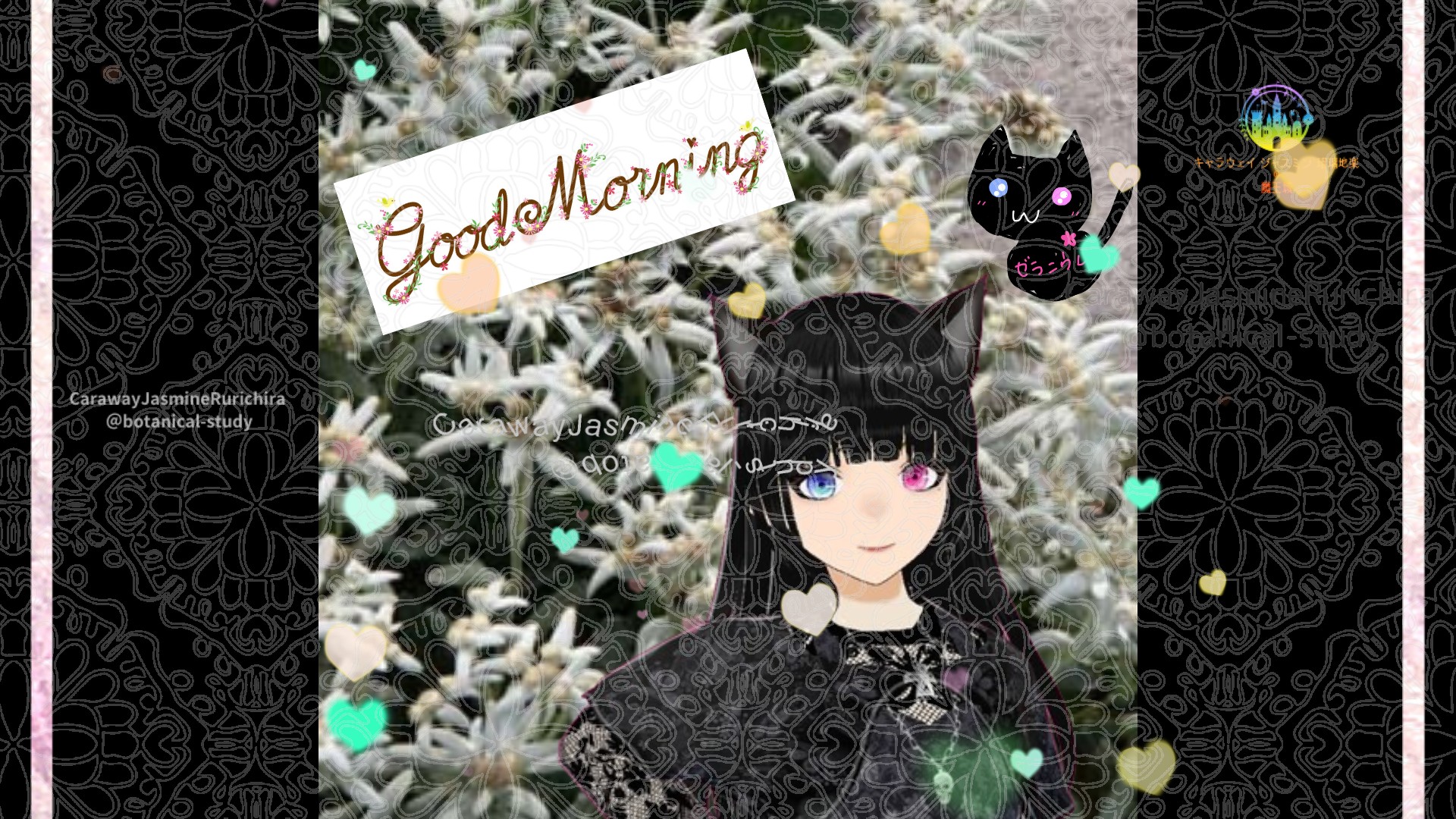 「エーデルワイス」とCジャスミン瑠璃地楽の今日の誕生花B-2月13日＠botanical-study