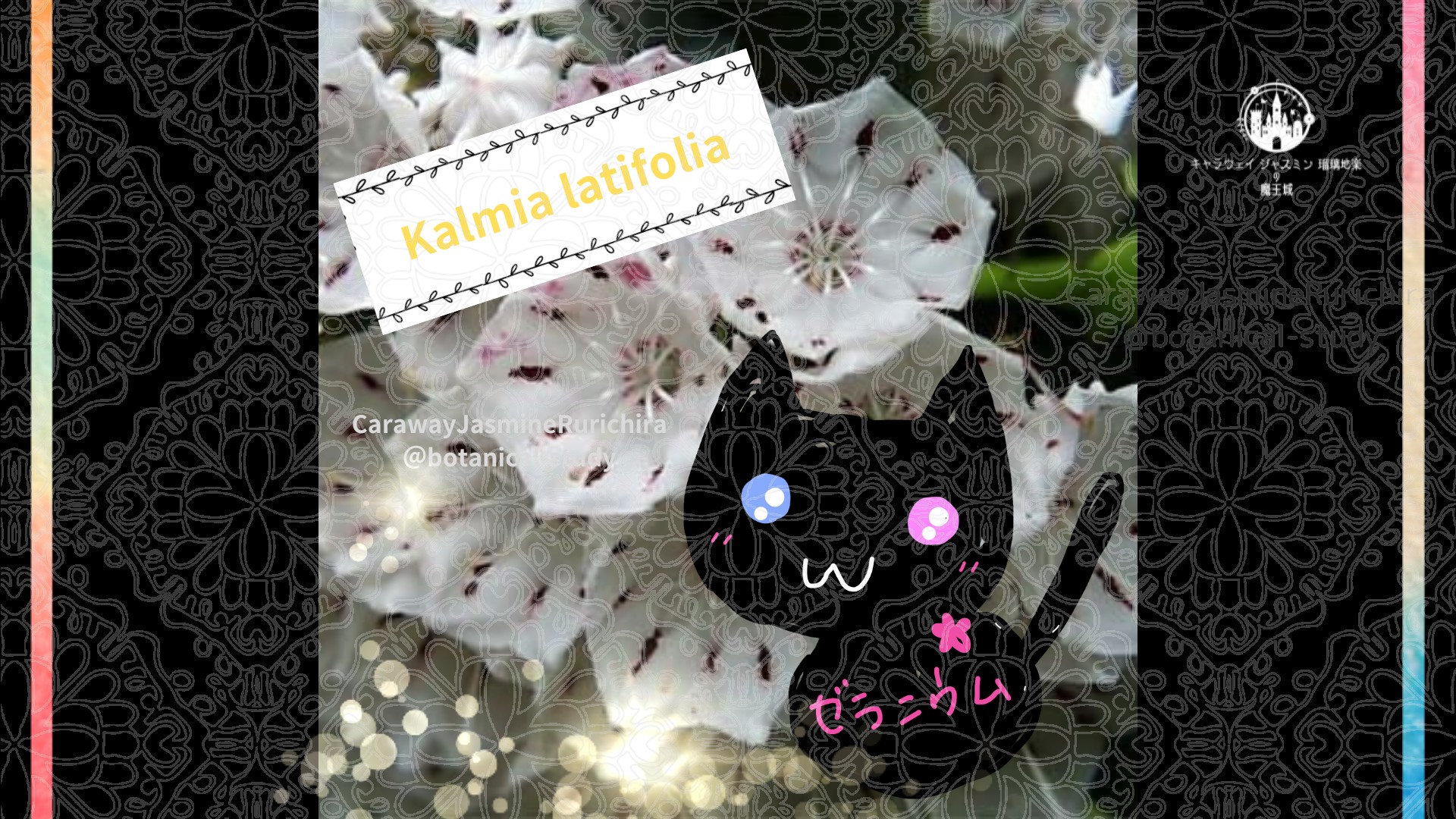 今日の誕生花A　2.20