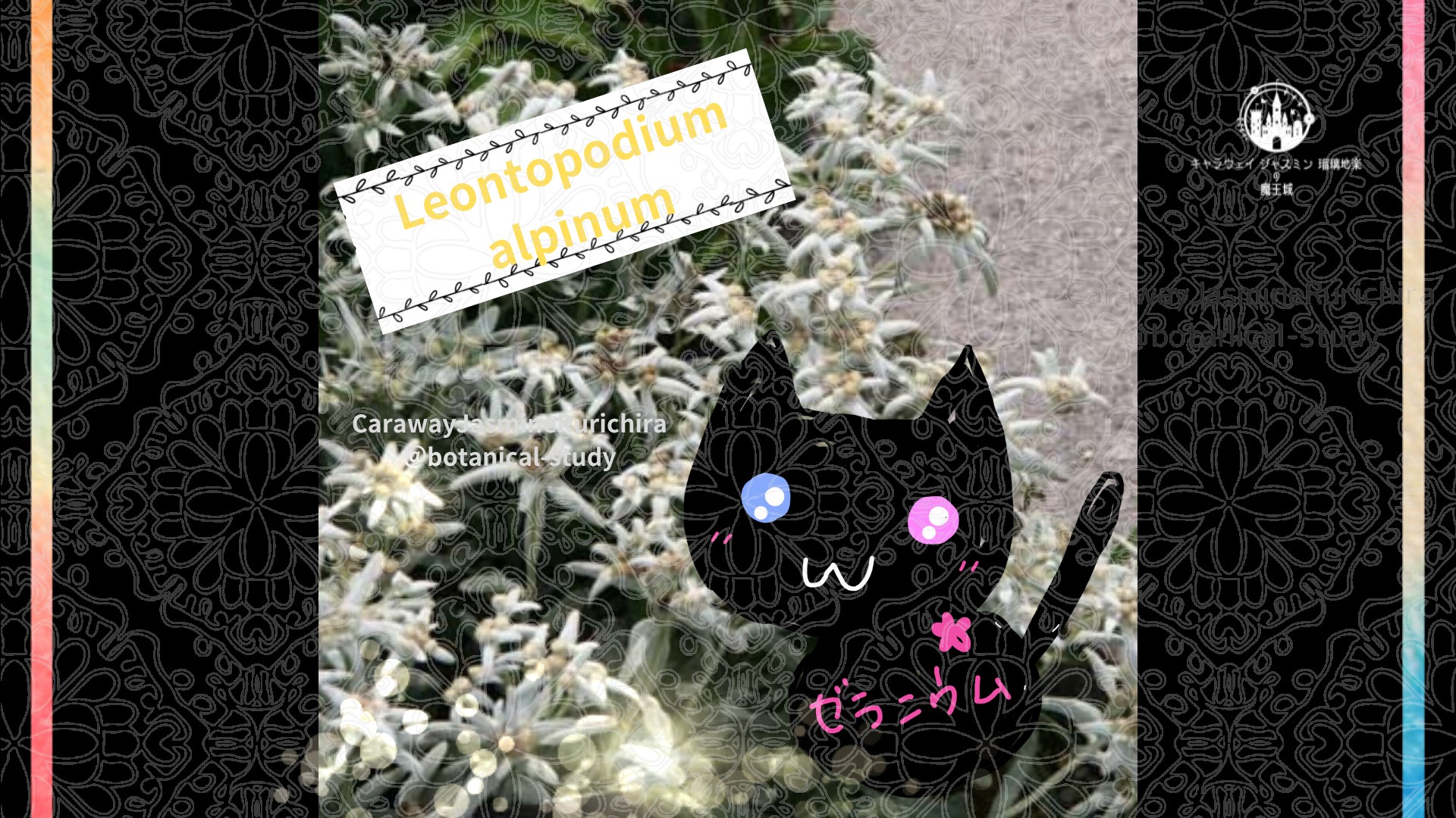 今日の誕生花A　2.13