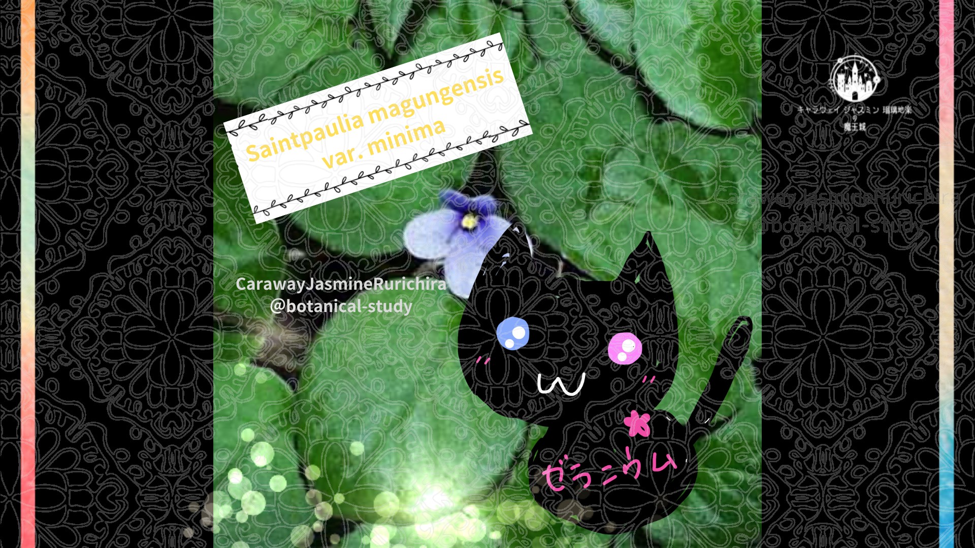 今日の誕生花A　2.16