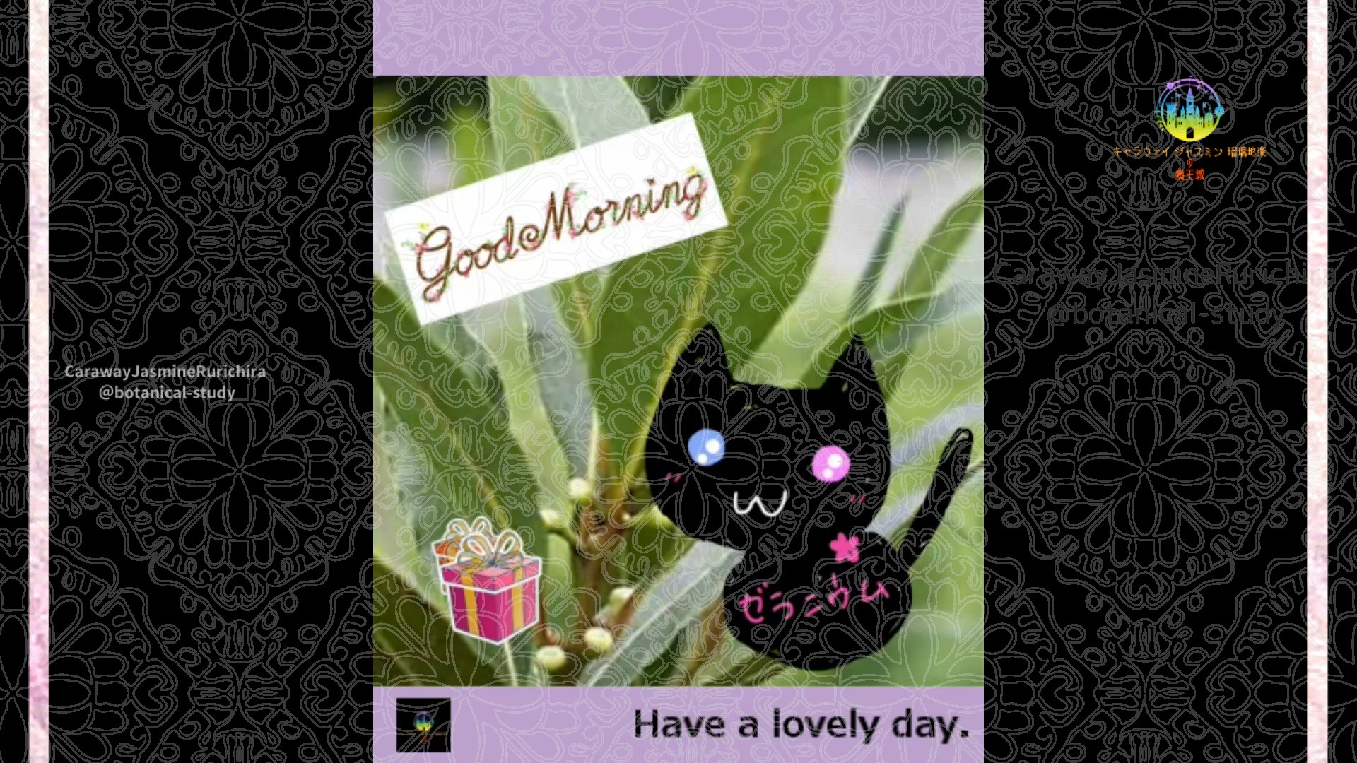 「ゲッケイジュ」2月16日Rゼラニウム瑠璃地楽と今日の誕生花とおはようメッセージ＠botanical-study