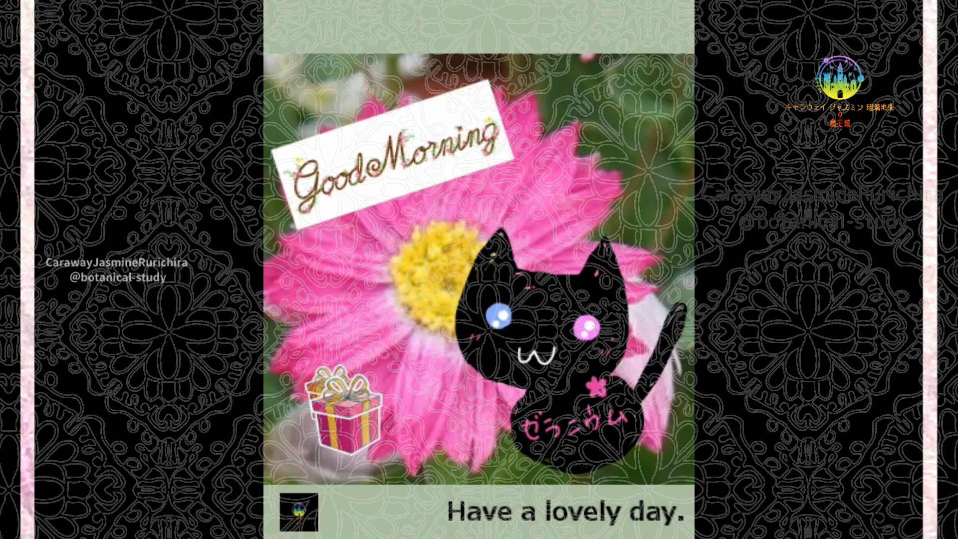 「ローダンセ」2月13日Rゼラニウム瑠璃地楽と今日の誕生花とおはようメッセージ＠botanical-study