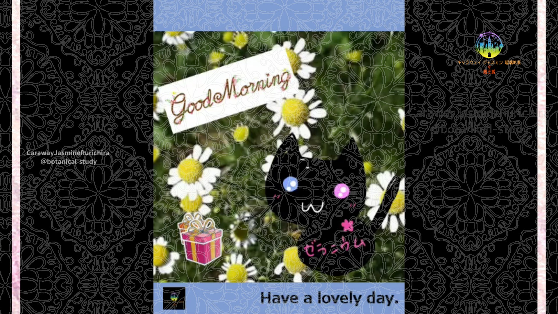 「カモミール」2月14日Rゼラニウム瑠璃地楽と今日の誕生花とおはようメッセージ＠botanical-study