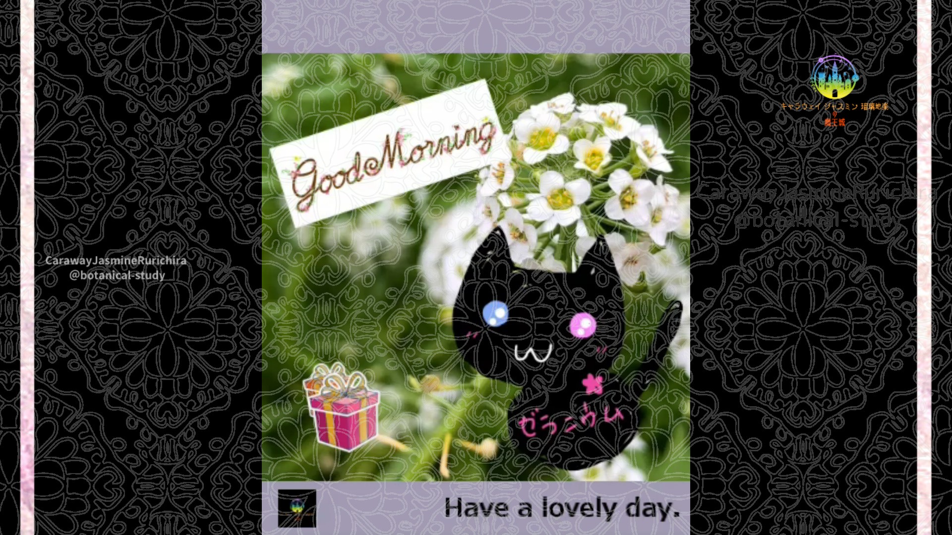 「スイートアリッサム」2月12日Rゼラニウム瑠璃地楽と今日の誕生花とおはようメッセージ＠botanical-study