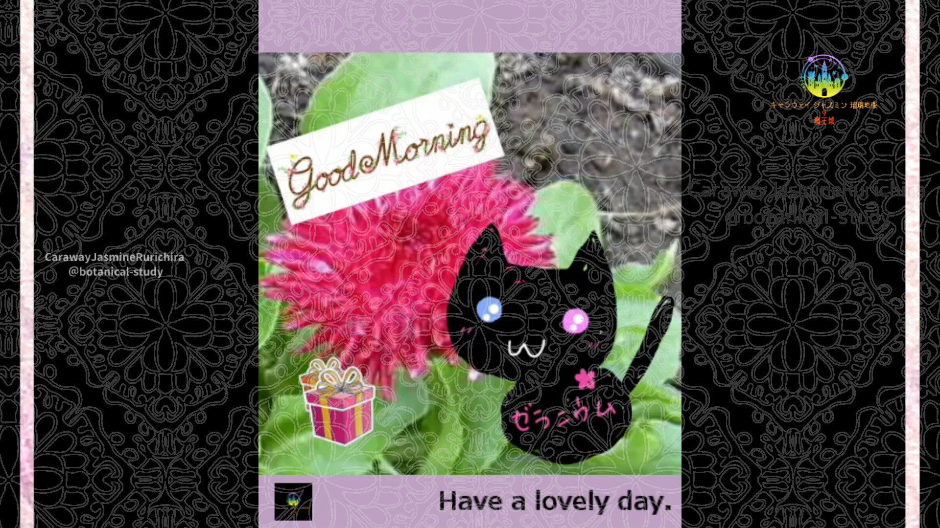 「ガーベラ」2月15日Rゼラニウム瑠璃地楽と今日の誕生花とおはようメッセージ＠botanical-study