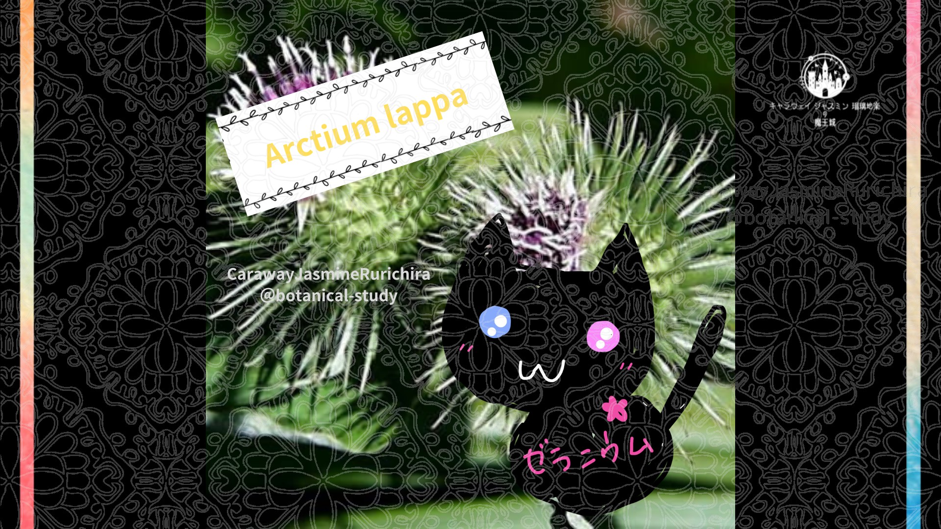 今日の誕生花A　3.29