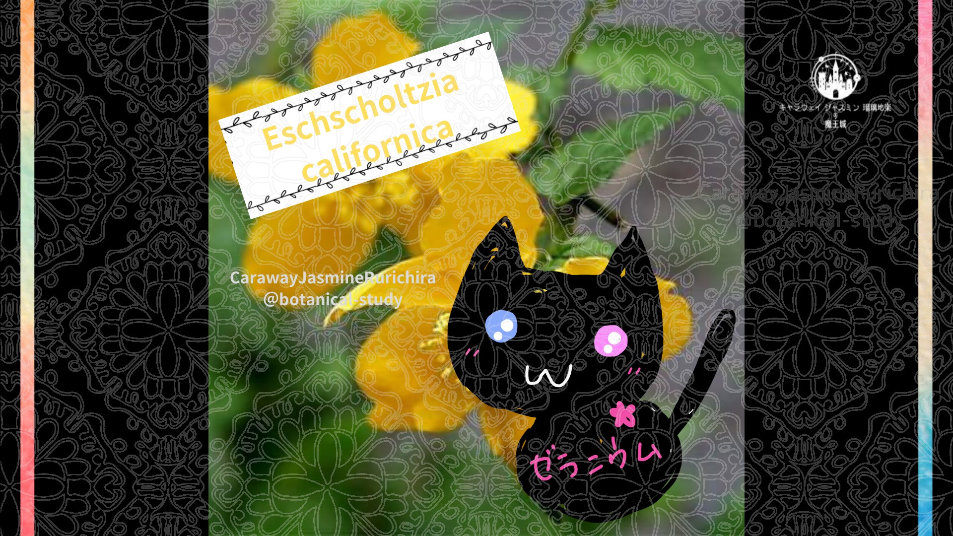 今日の誕生花A　3.24