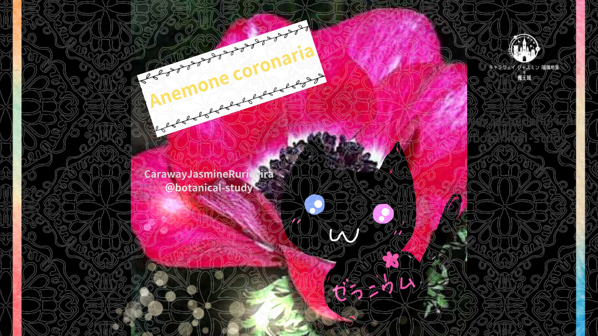 今日の誕生花A　4.4