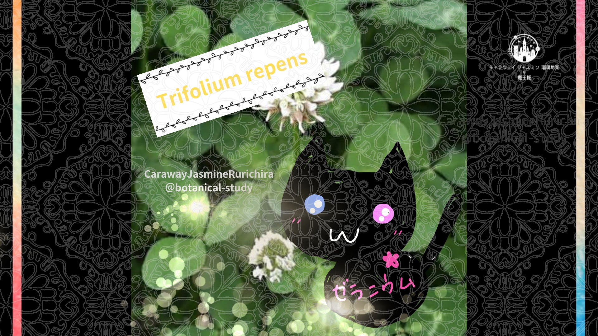 今日の誕生花A　4.２