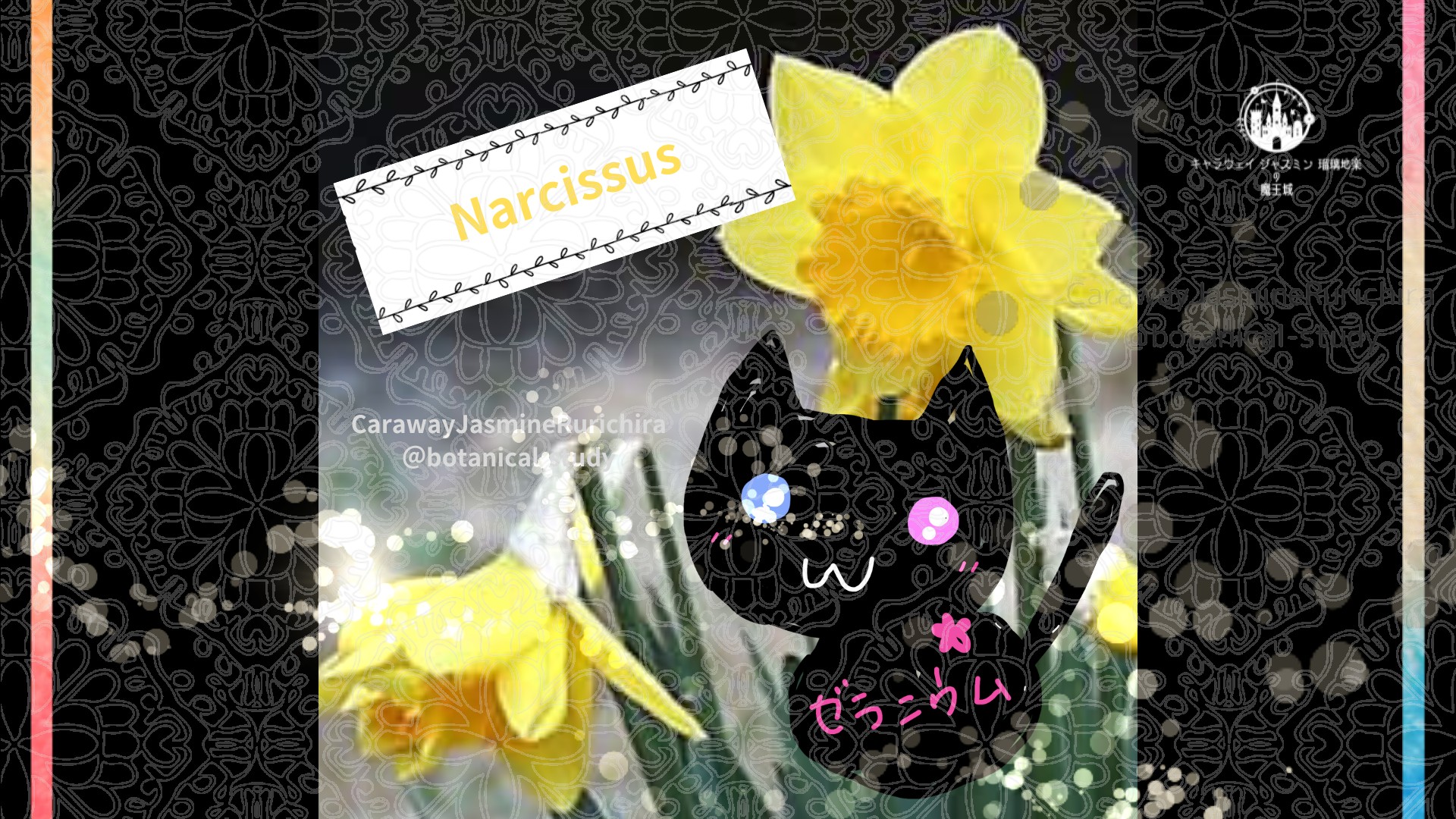 今日の誕生花A　4.３